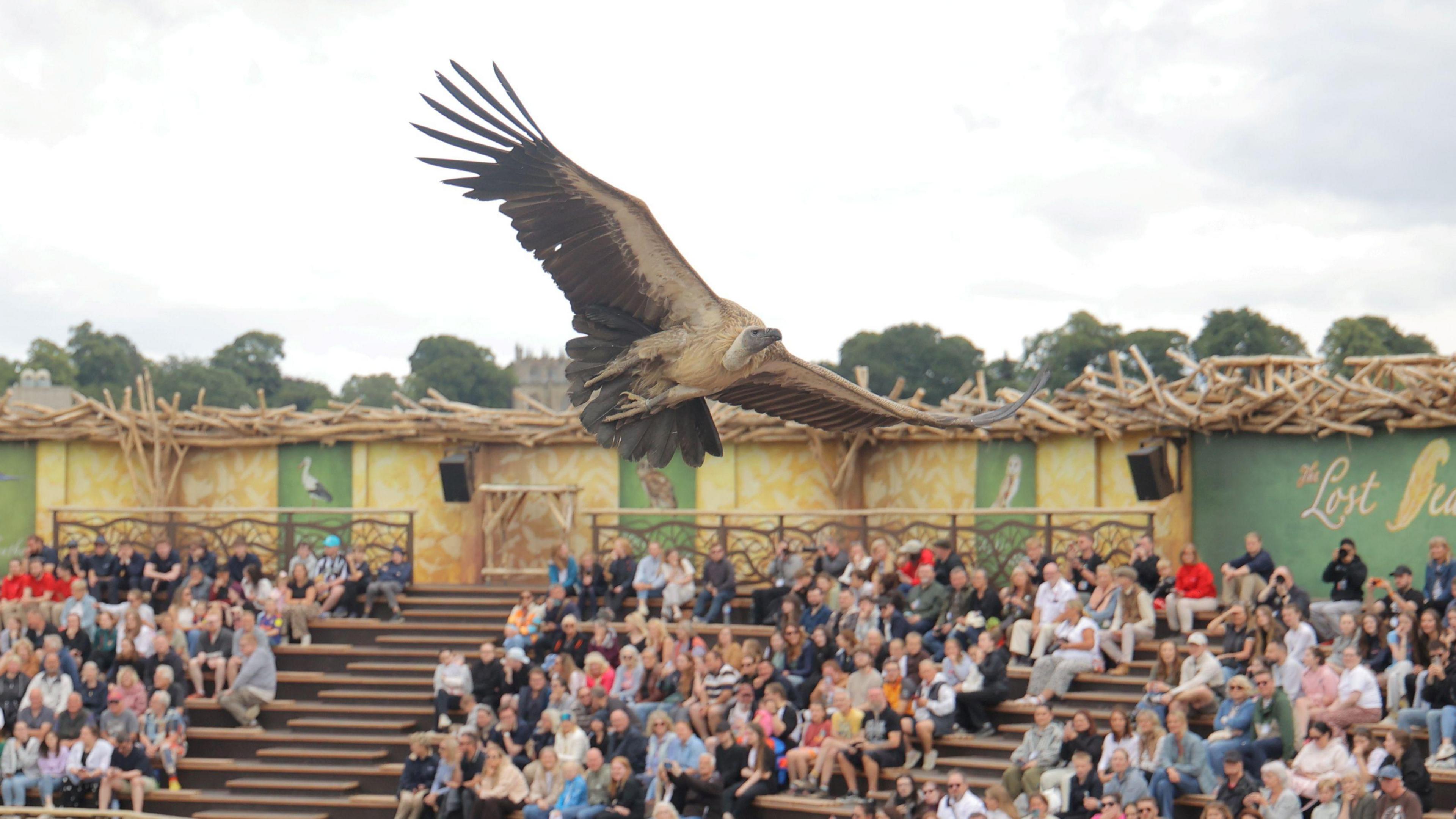 A large vulture swoops across a crowd of people watching from the stands. The bird has long brown and white feather and a black head.