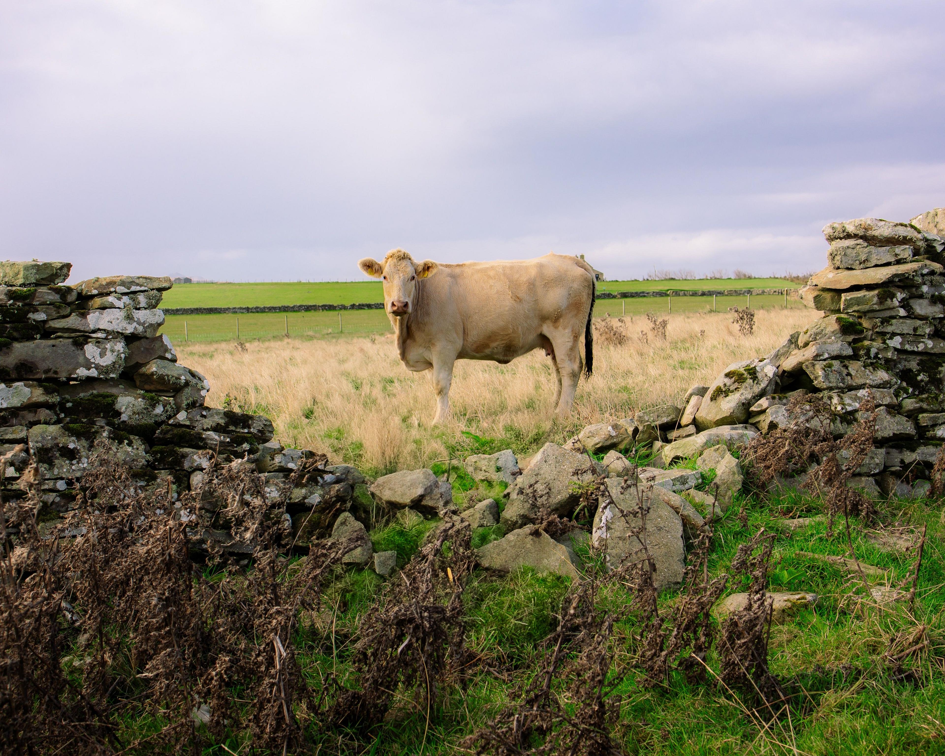 A cow stands behind a broken wall