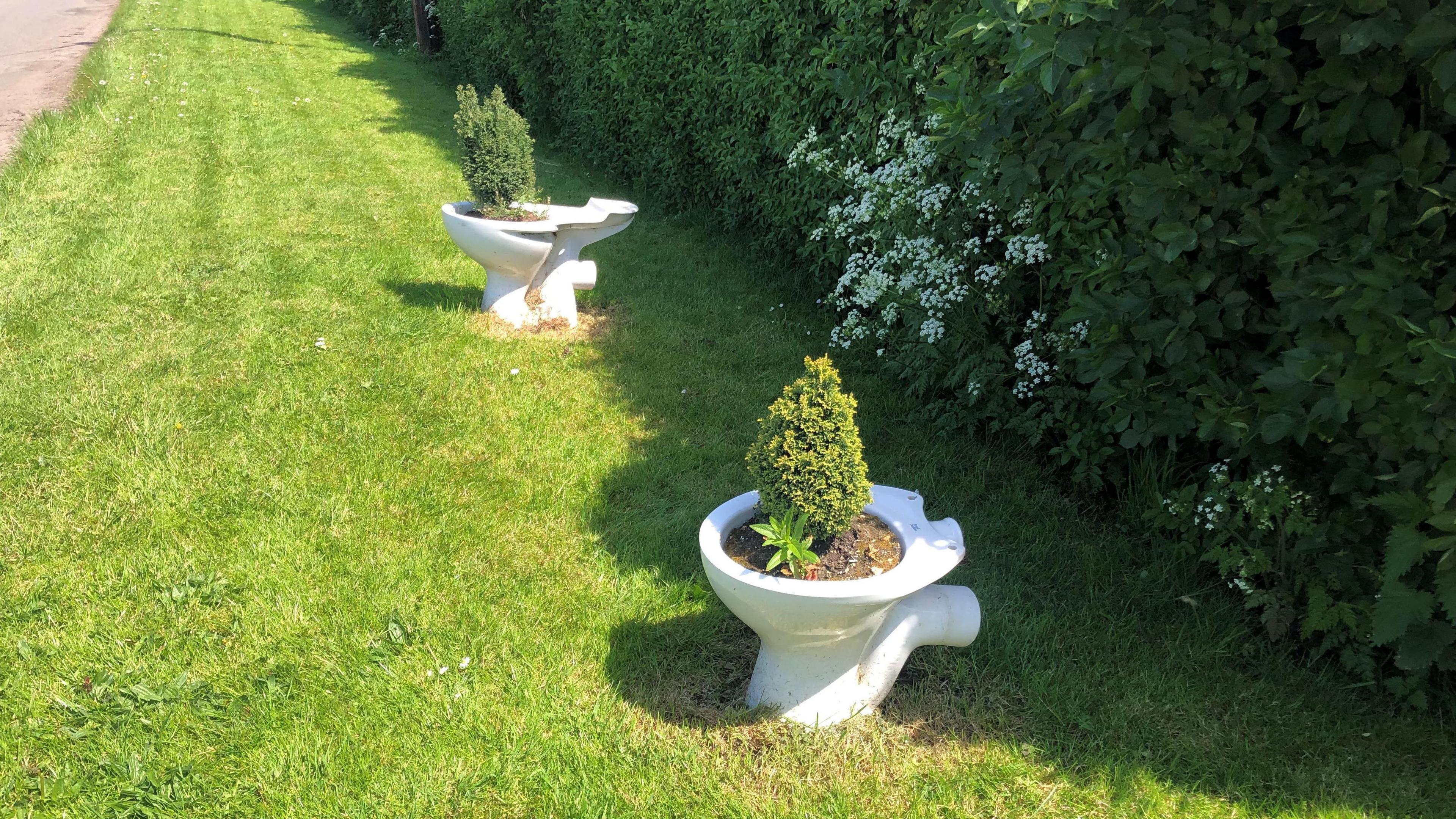 Two toilet bowls, with conifer trees planted in them