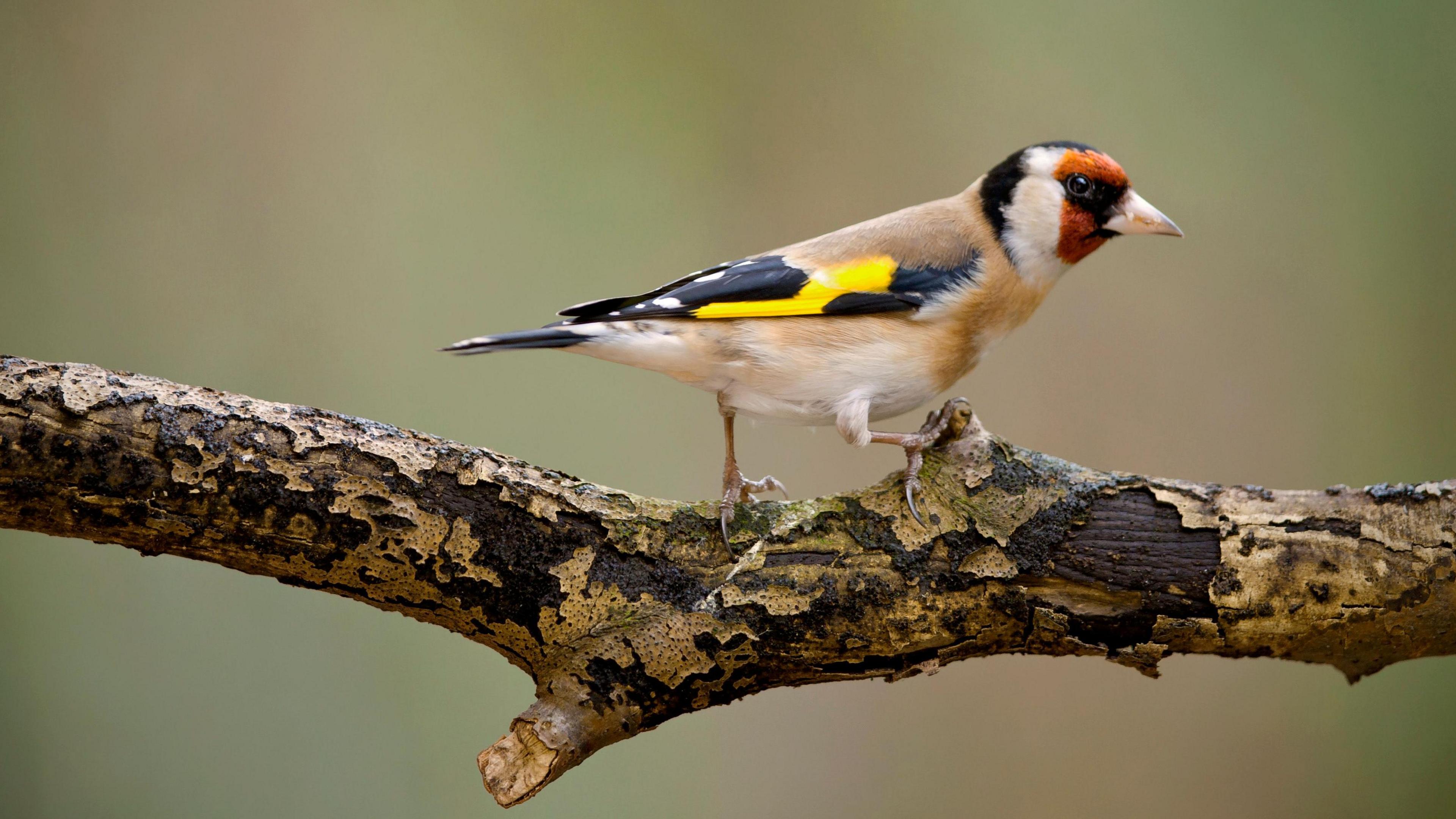 A goldfinch perching on a tree branch. Its body is white and light brown while its wings are black with a yellow pattern on. The bird's head has orange markings around its eyes.