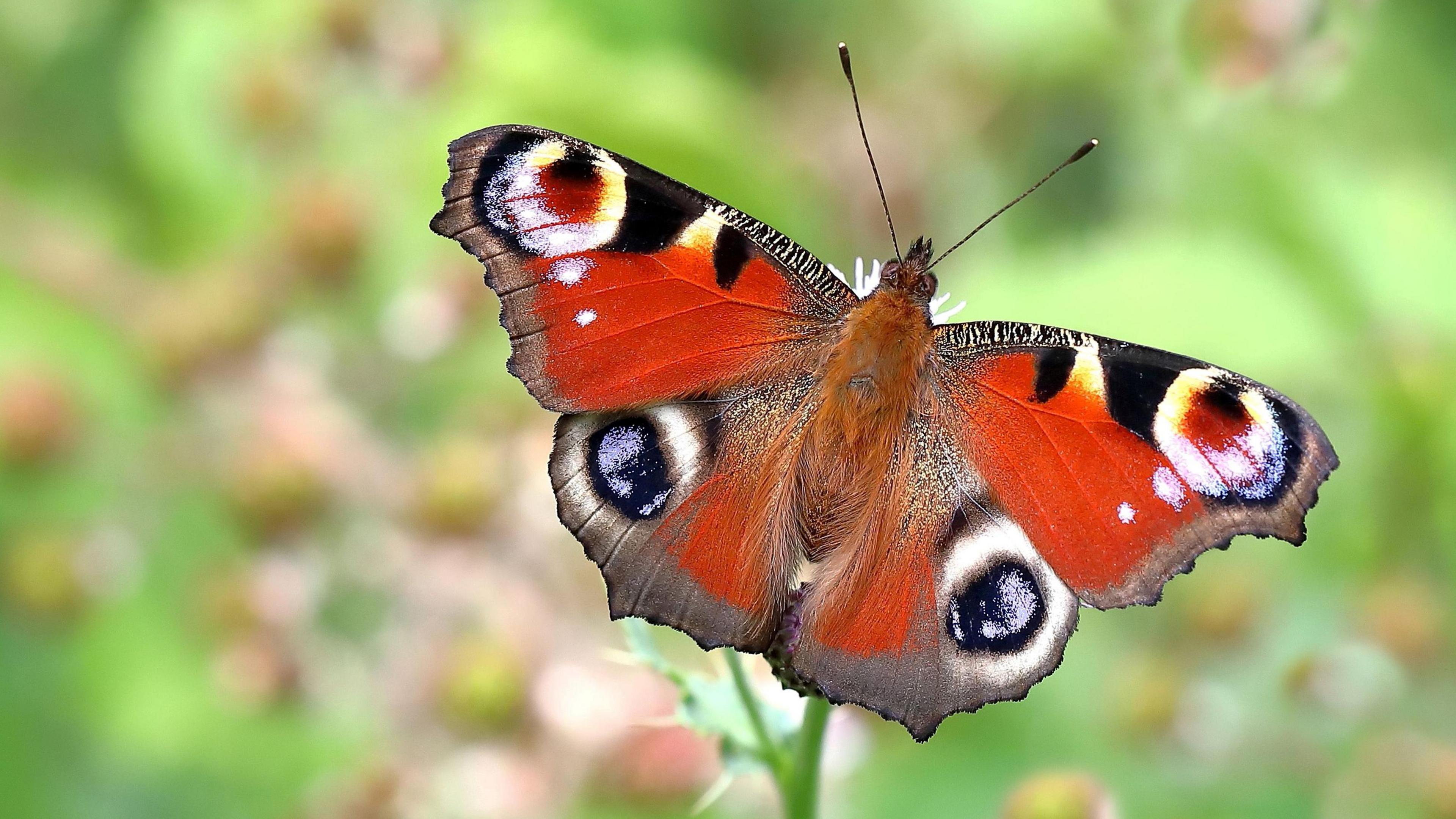 A close-up of a peacock butterfly on a flower.