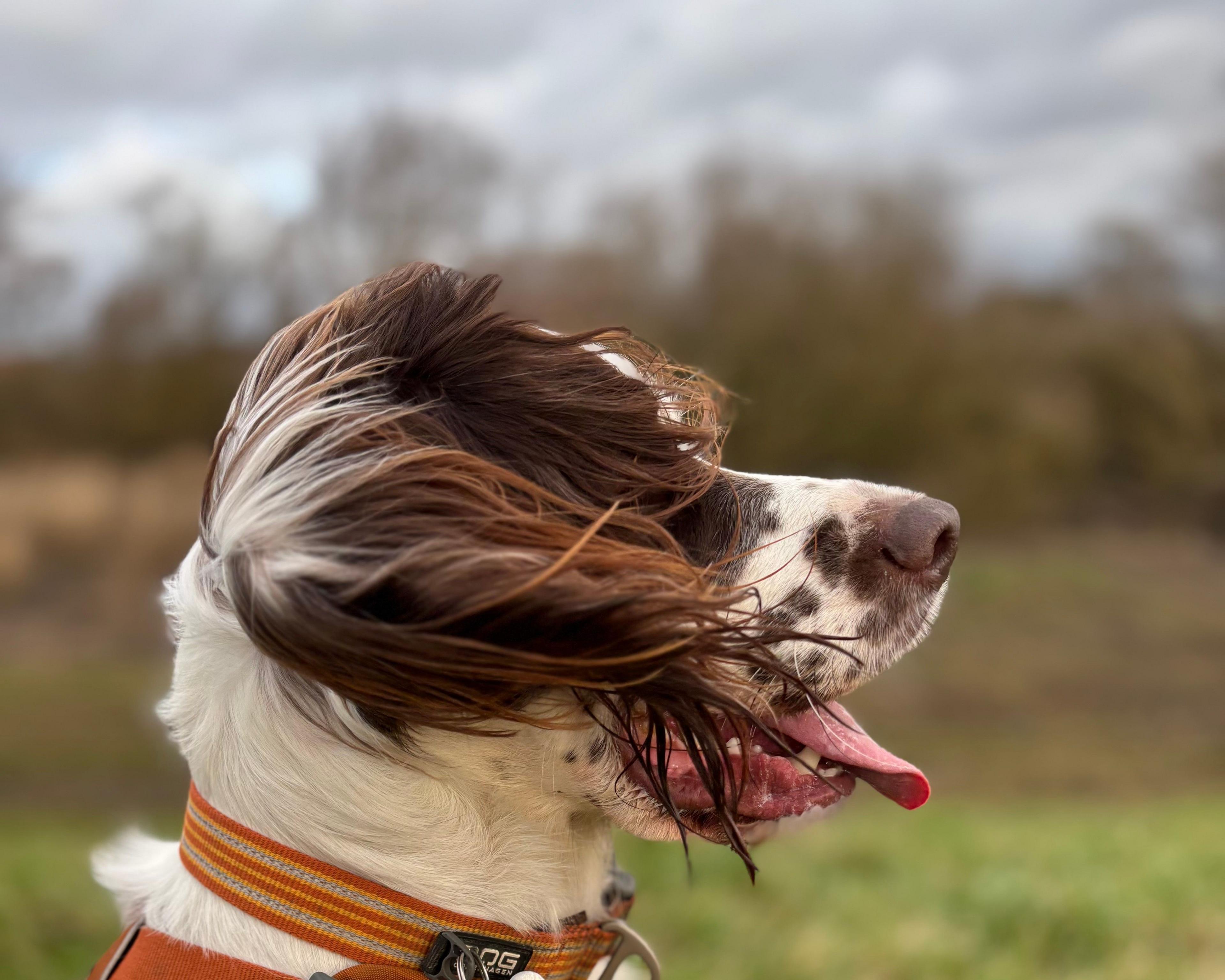 A dog's ears blow in the wind