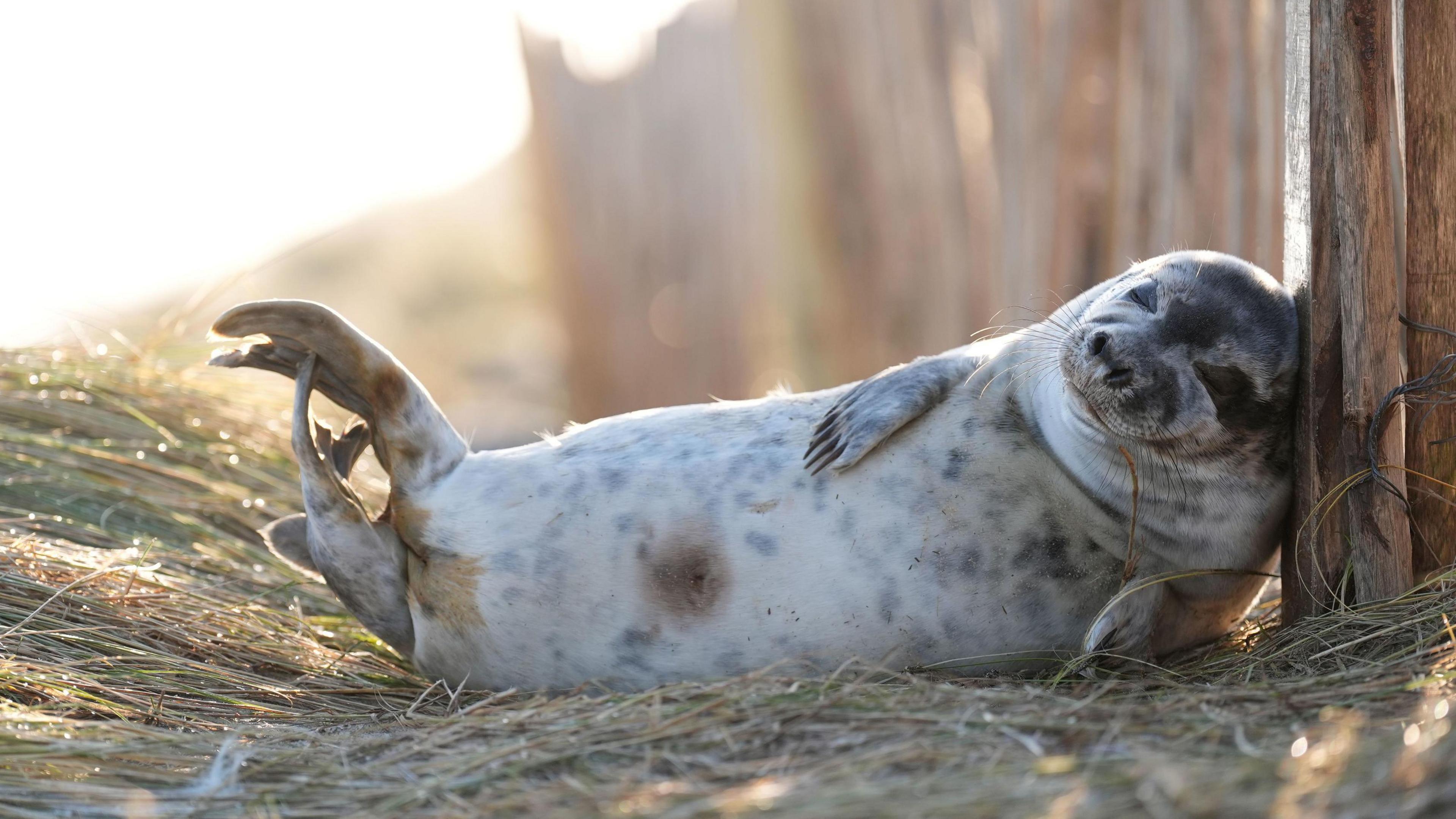 A grey seal pup lies on its back, it's head resting on a fence post