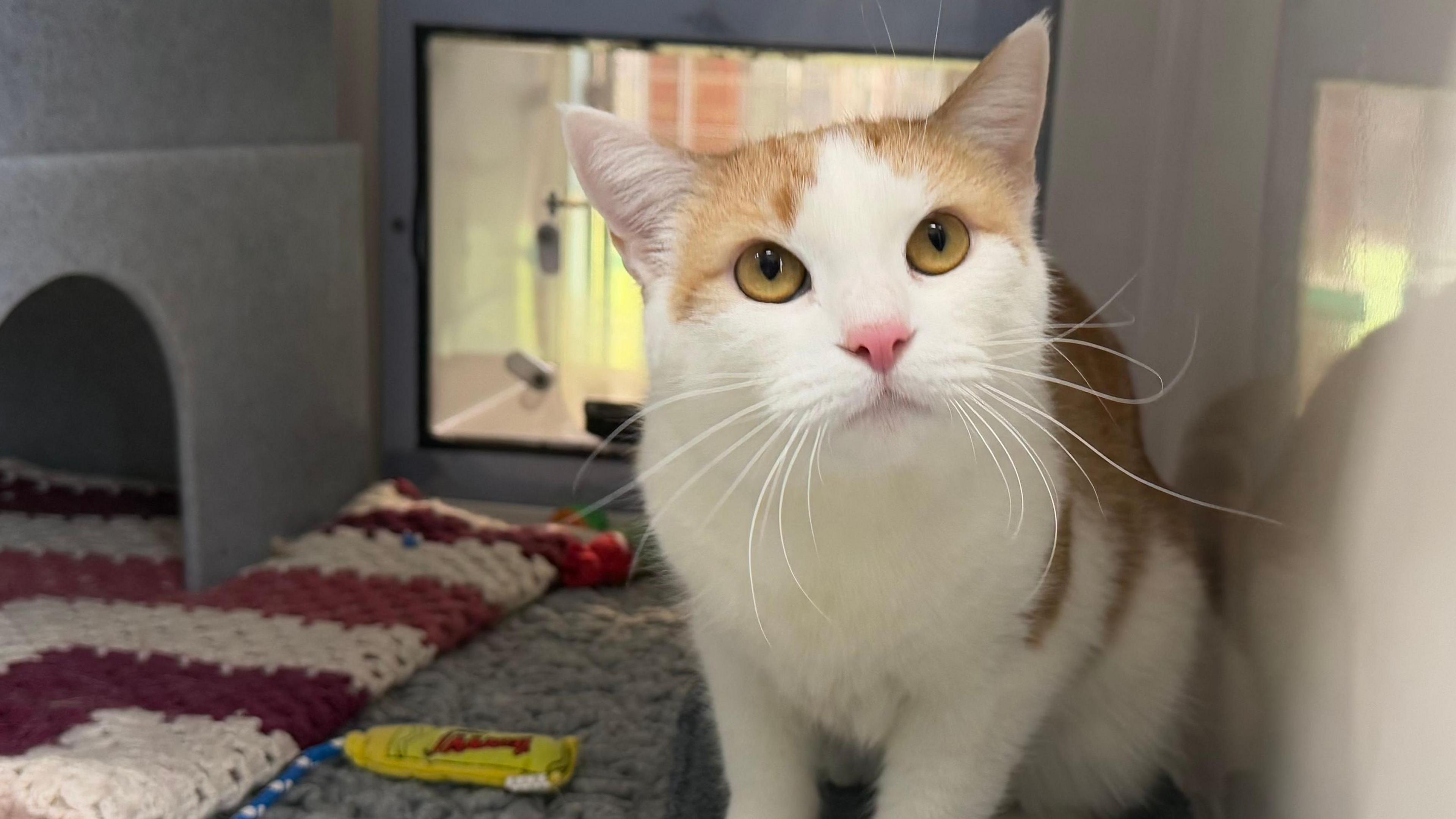 A ginger and white cat standing on carpet and looking up.