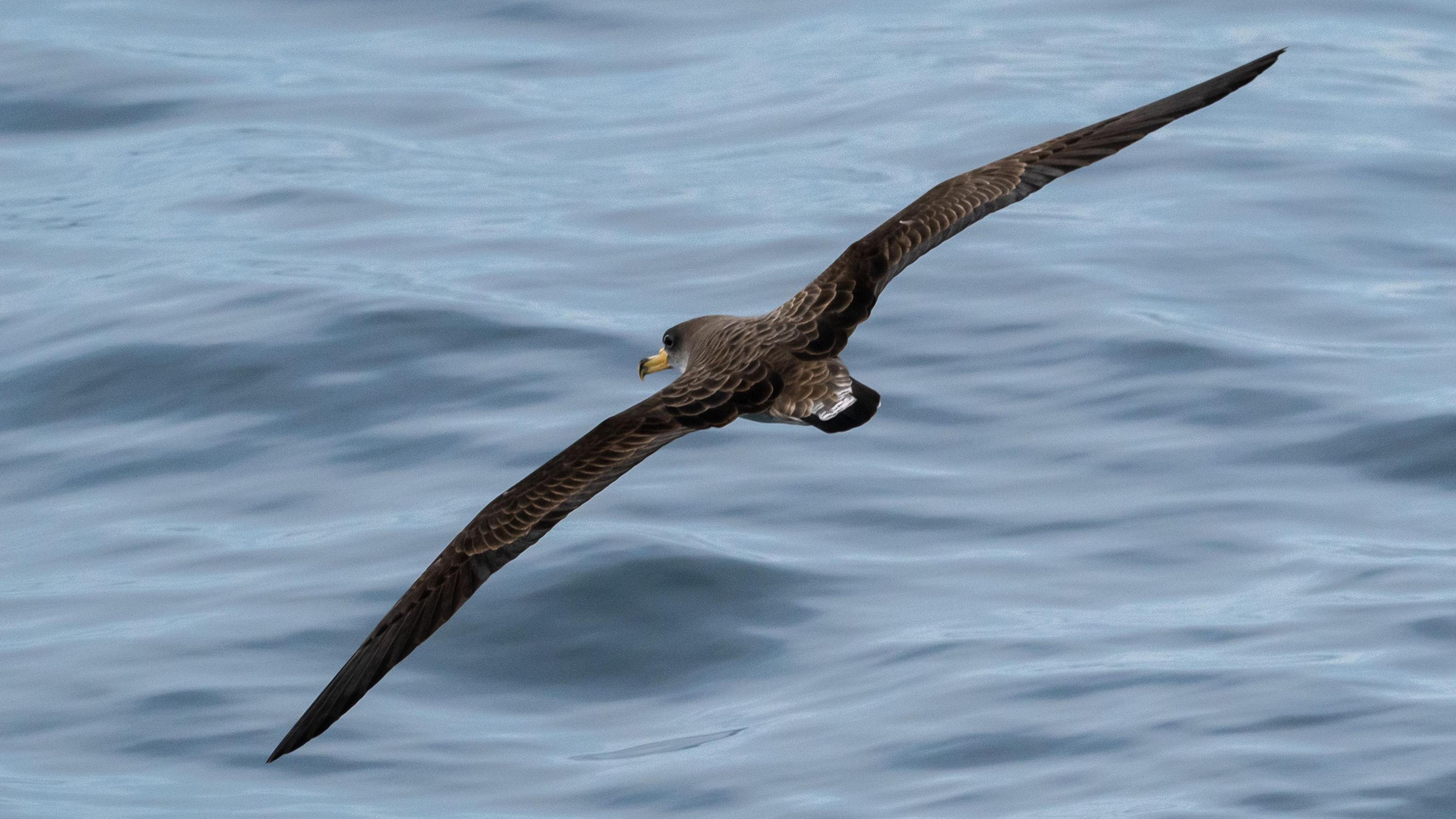 A Cory Shearwater,  a large shearwater bird, it's wings are brown and it has a bright yellow beak. It is flying over the water.