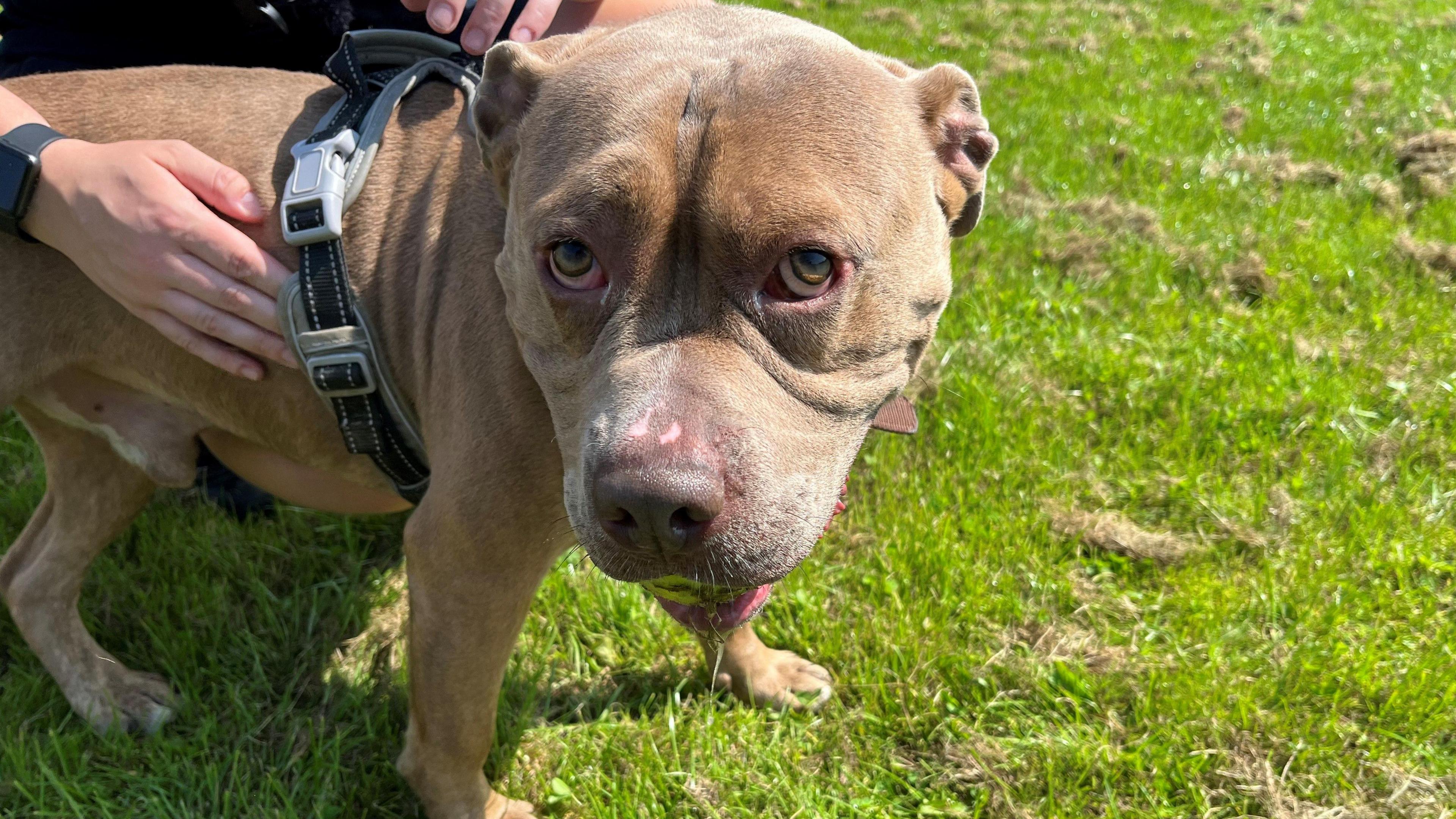 Draygo is standing in a field. He is looking up at the camera.