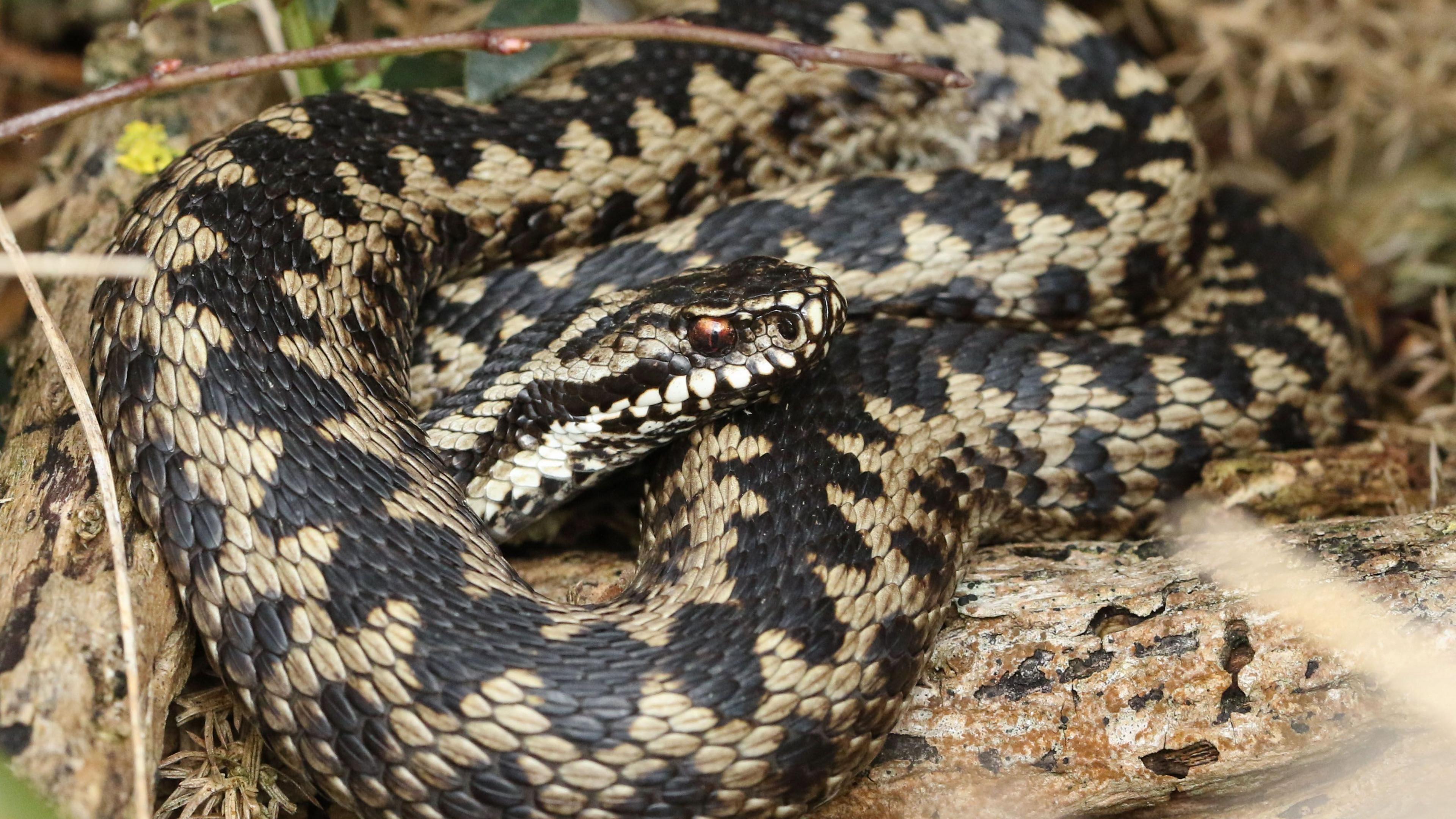 Adder