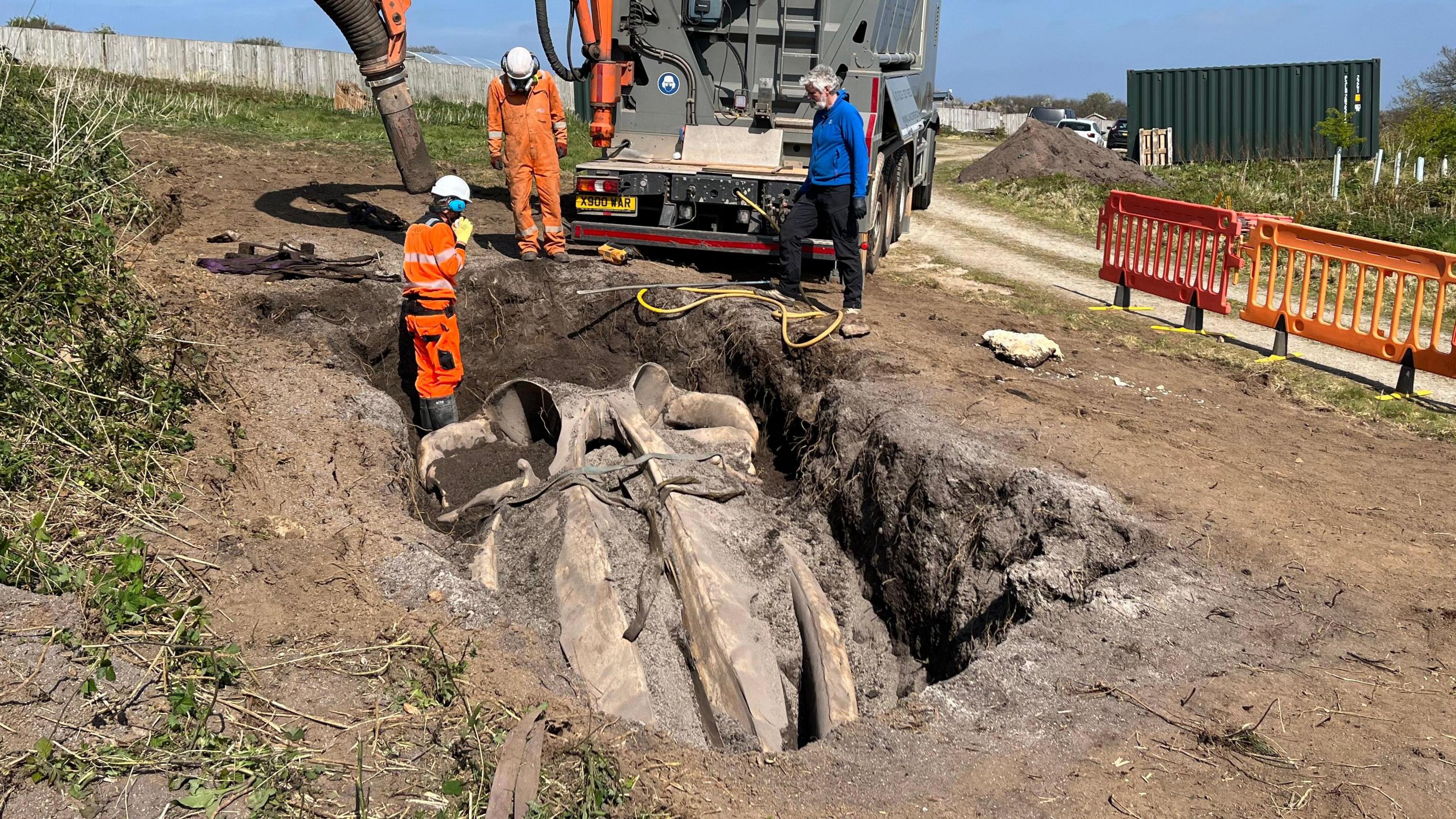 A large rectangular hole in the ground reveals the skull of the whale. There is an excavator in the background and three people are looking into the hole.