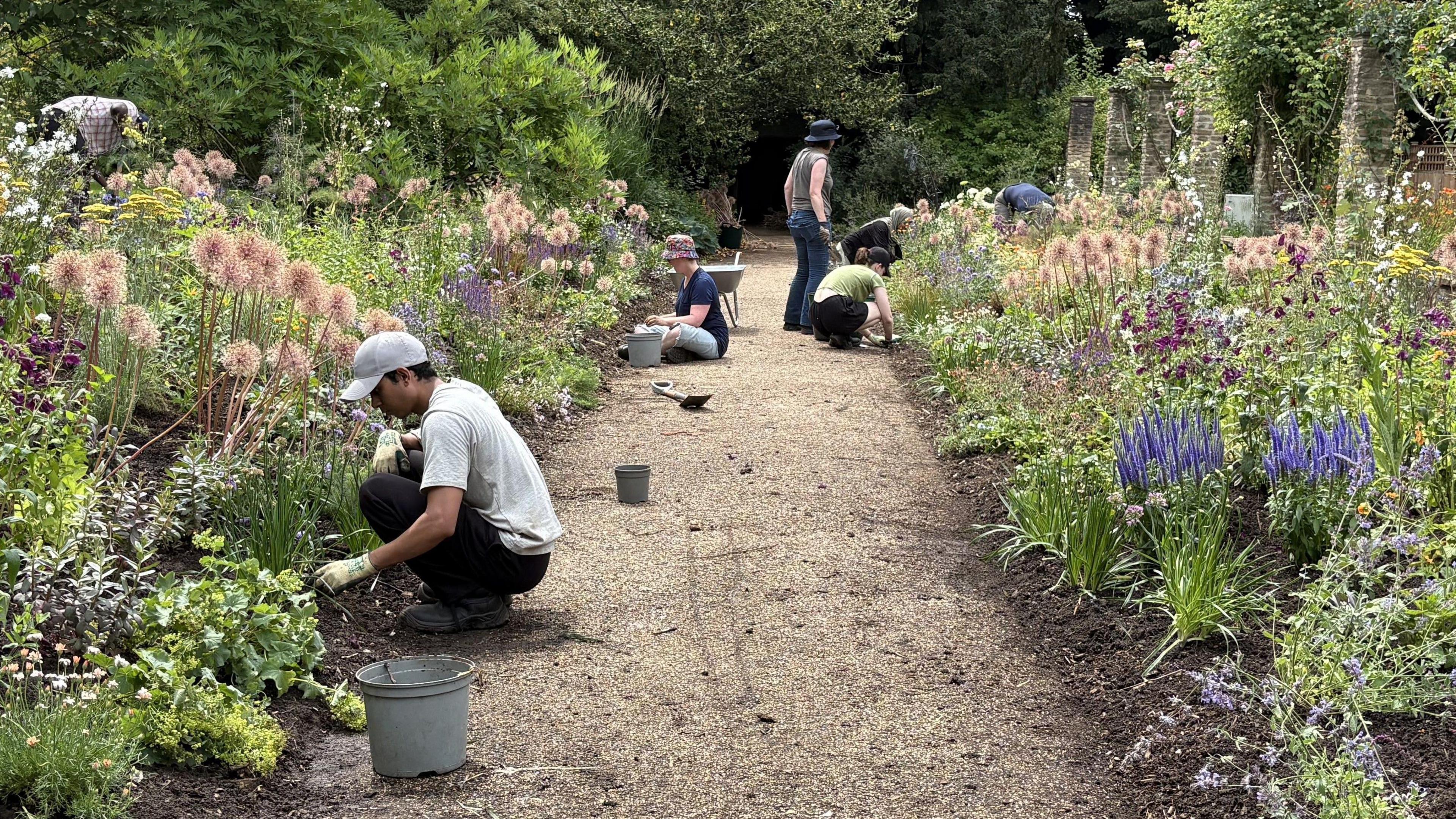 A group of people kneeling on the edge of gravel path planting flowers in the soil borders.