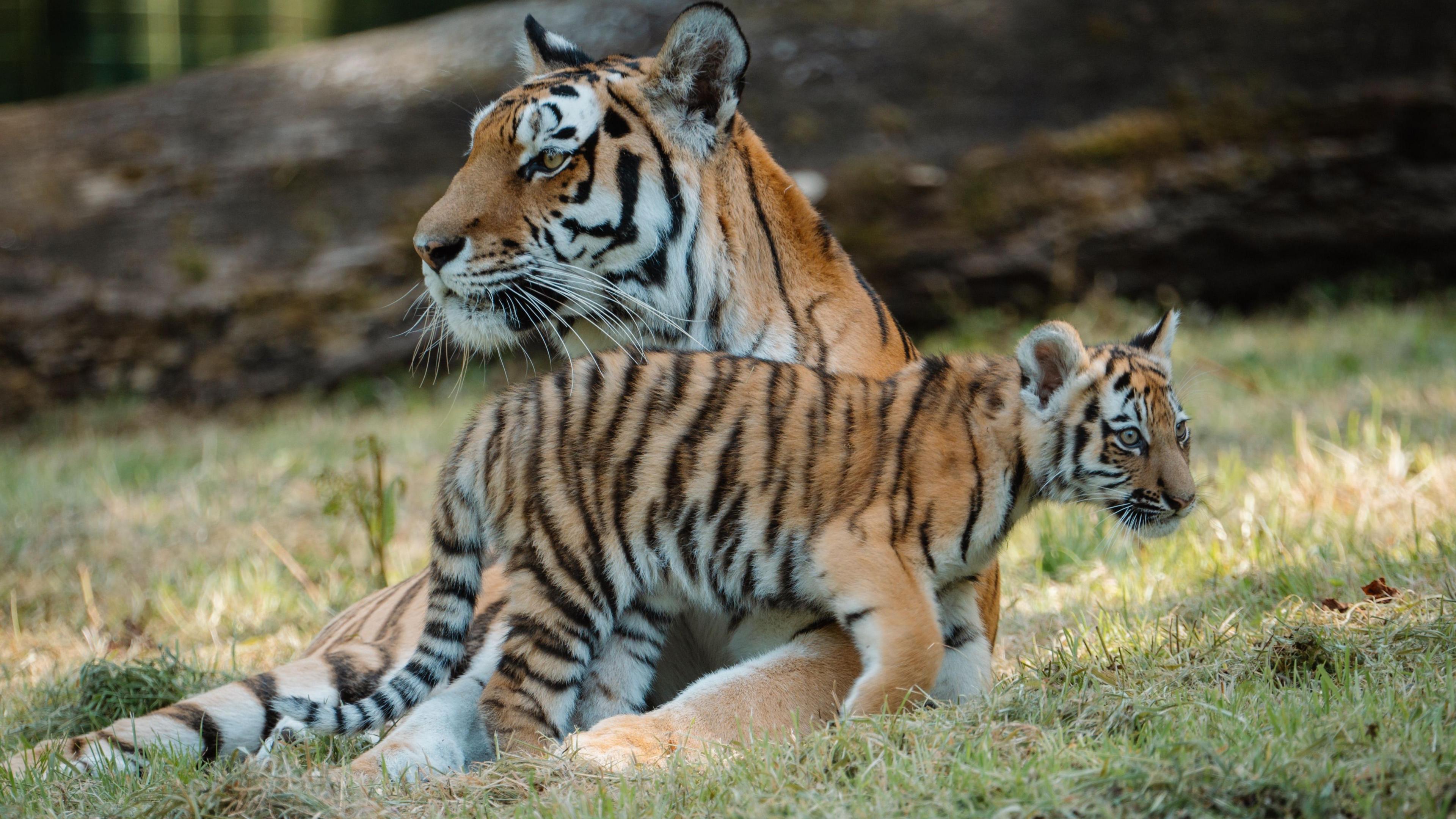 Two Amur tigers. One is an adult, the other is a cub. The cub is standing up leaning against its mother who is lying down but sat up, looking forward. 