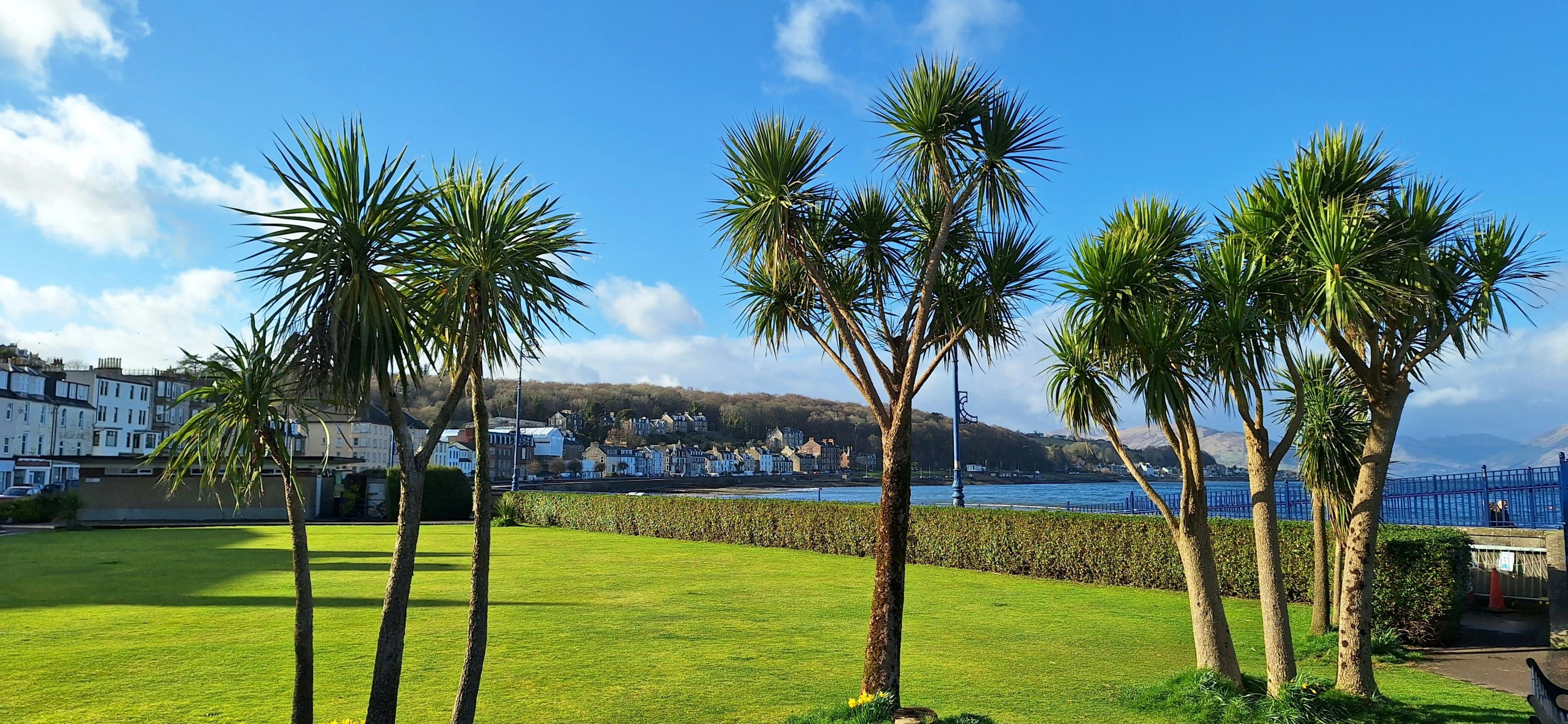 Palm tree's with a clear blue sky background on a shorefront