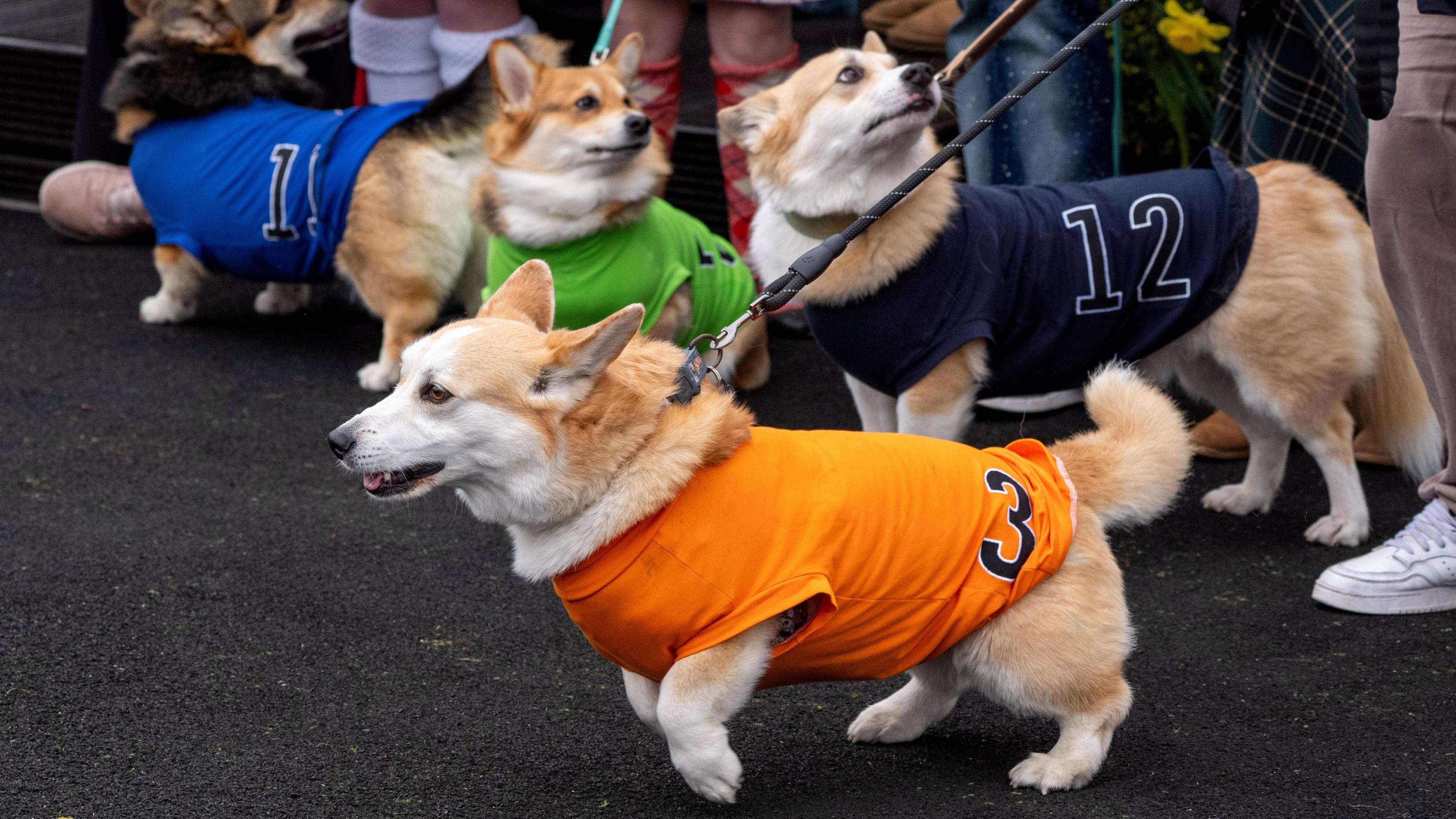 Dogs and their owners in the parade ring before taking part in the Corgi Derby