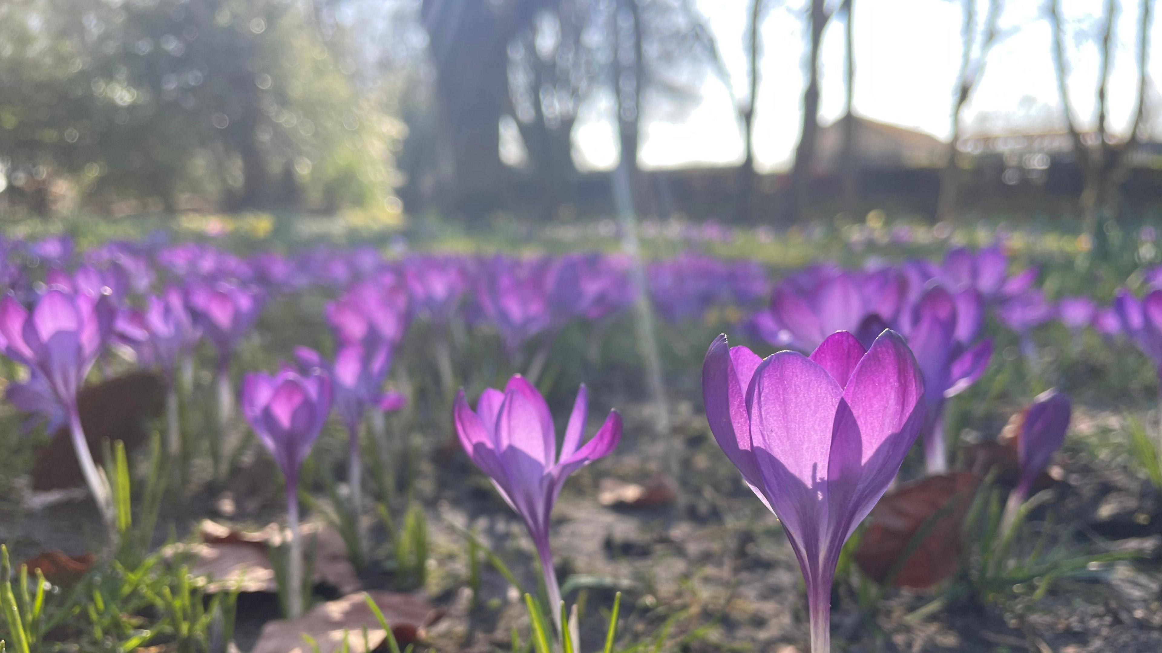 Close-up of purple crocus flowers with the sun shining through the petals. One sits at the forefront, a sea of other flowers are behind it.