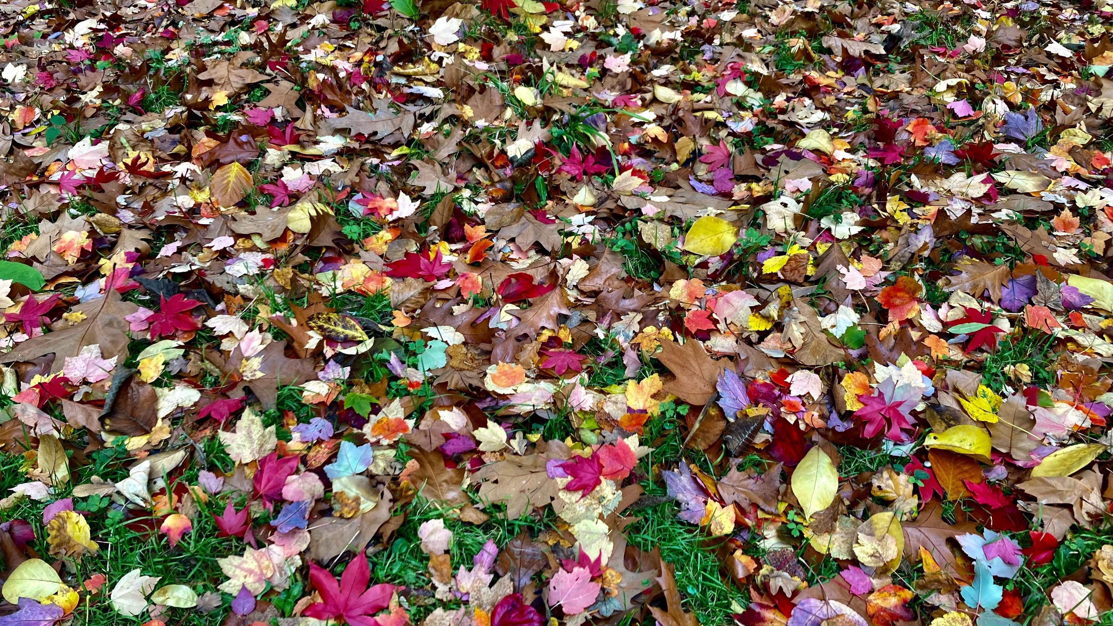A carpet of colourful fallen leaves in Reading
