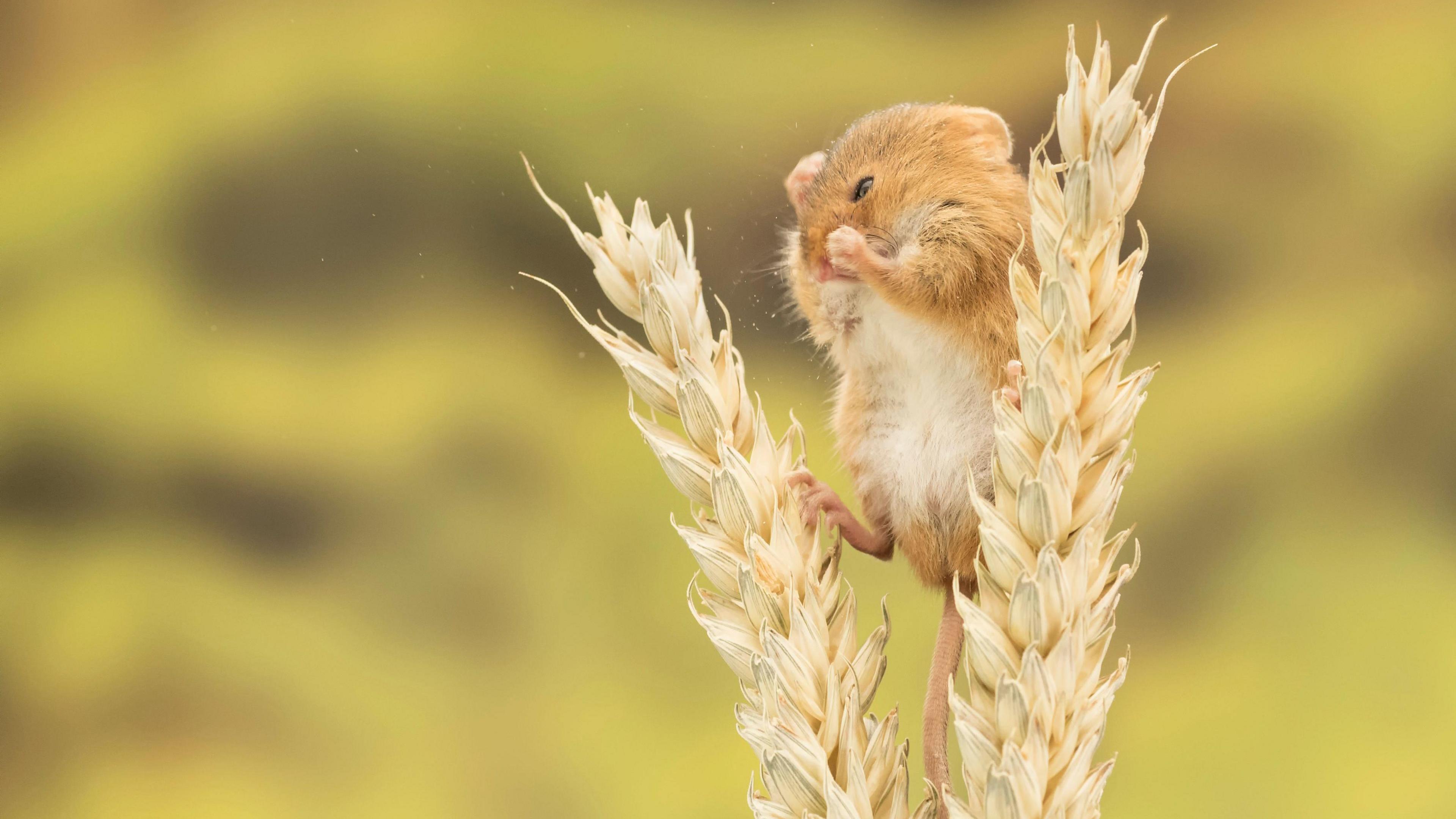 harvest mouse on wheat cleaning face.
