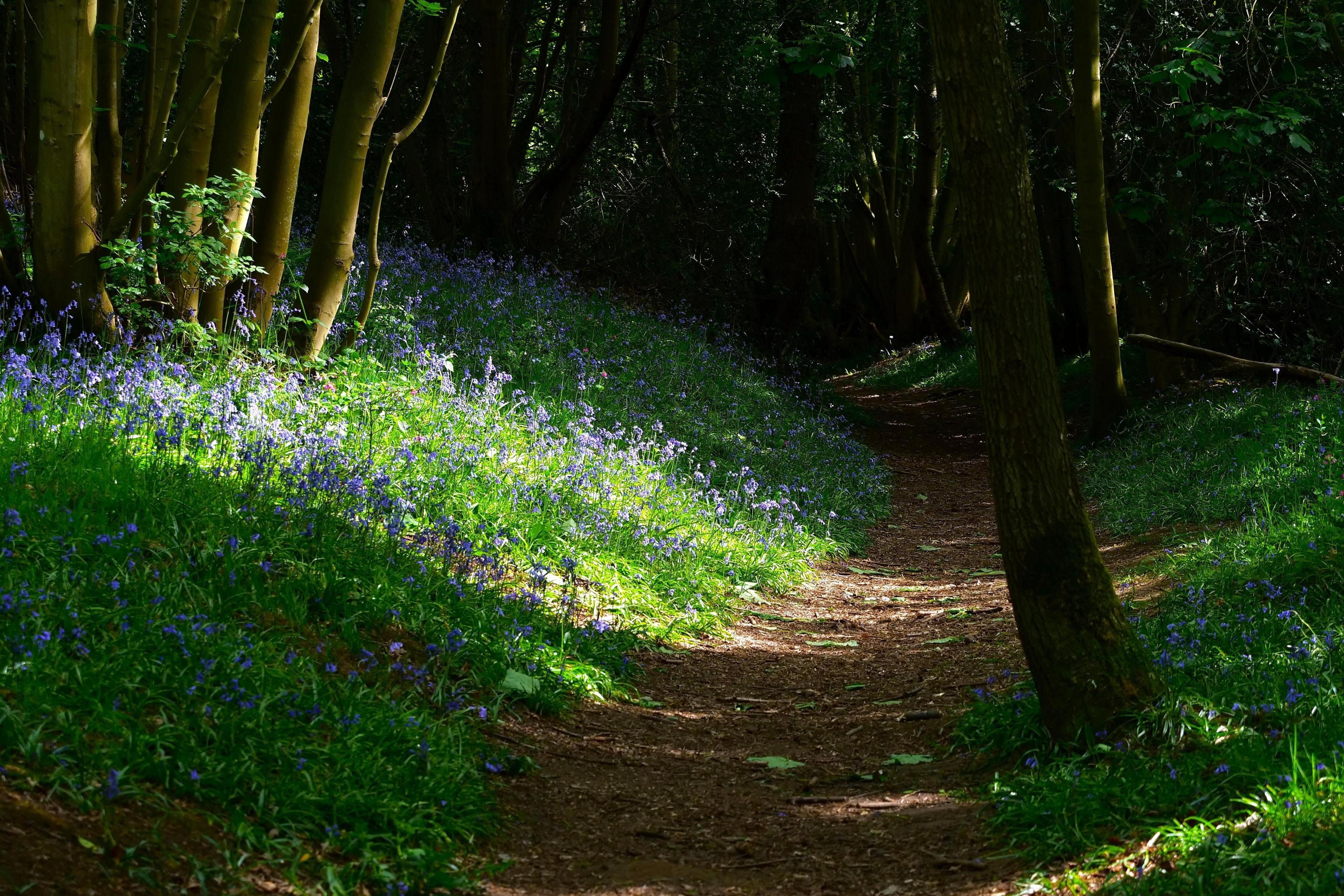 Purple flowers are in bloom on a forest floor. Rays of sunshine through the trees are illuminating the pathway.