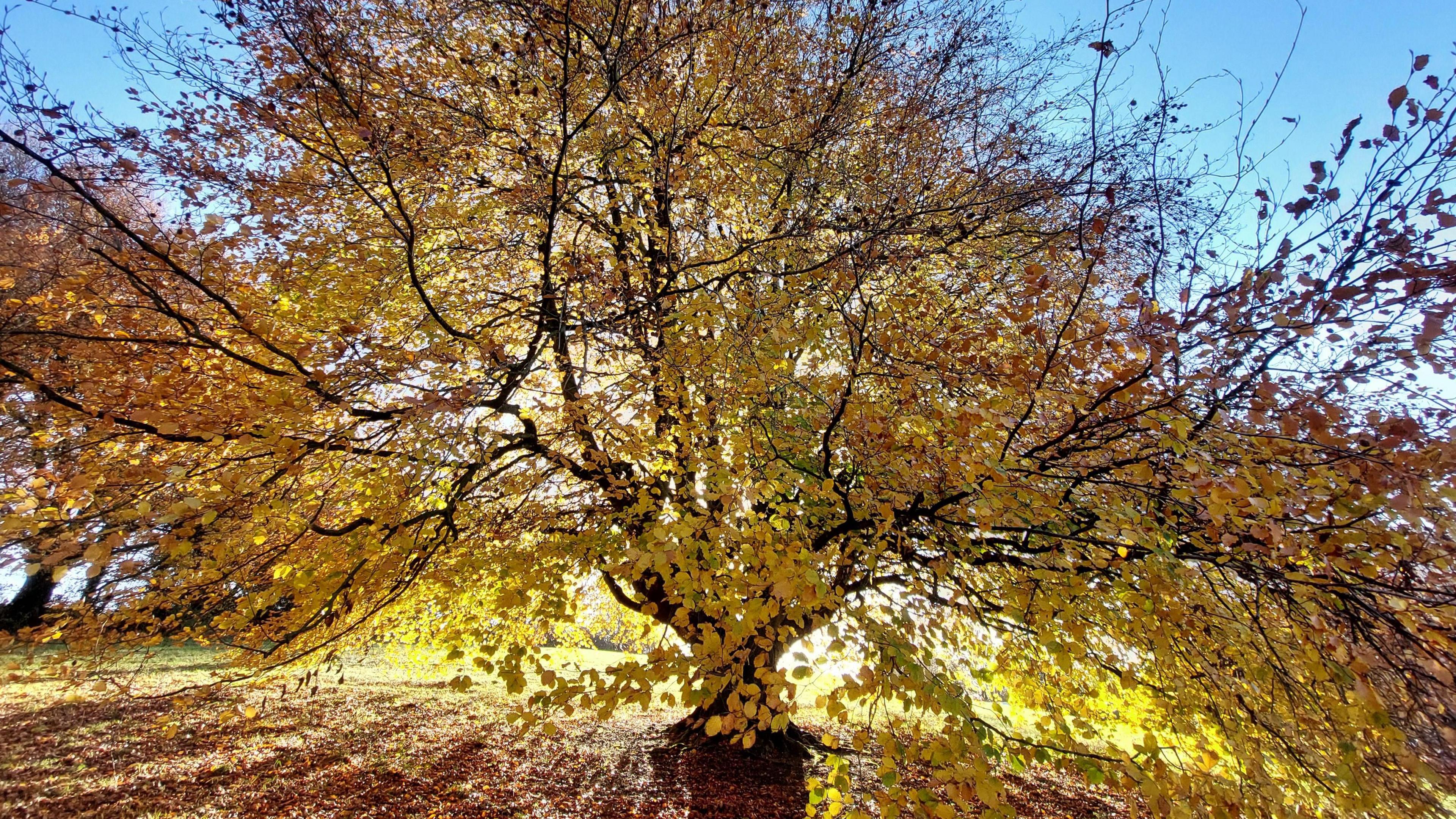 A large tree with orange leaves sits in a park setting with brown leaves on the ground. Autumn sunshine shines through the leaves.