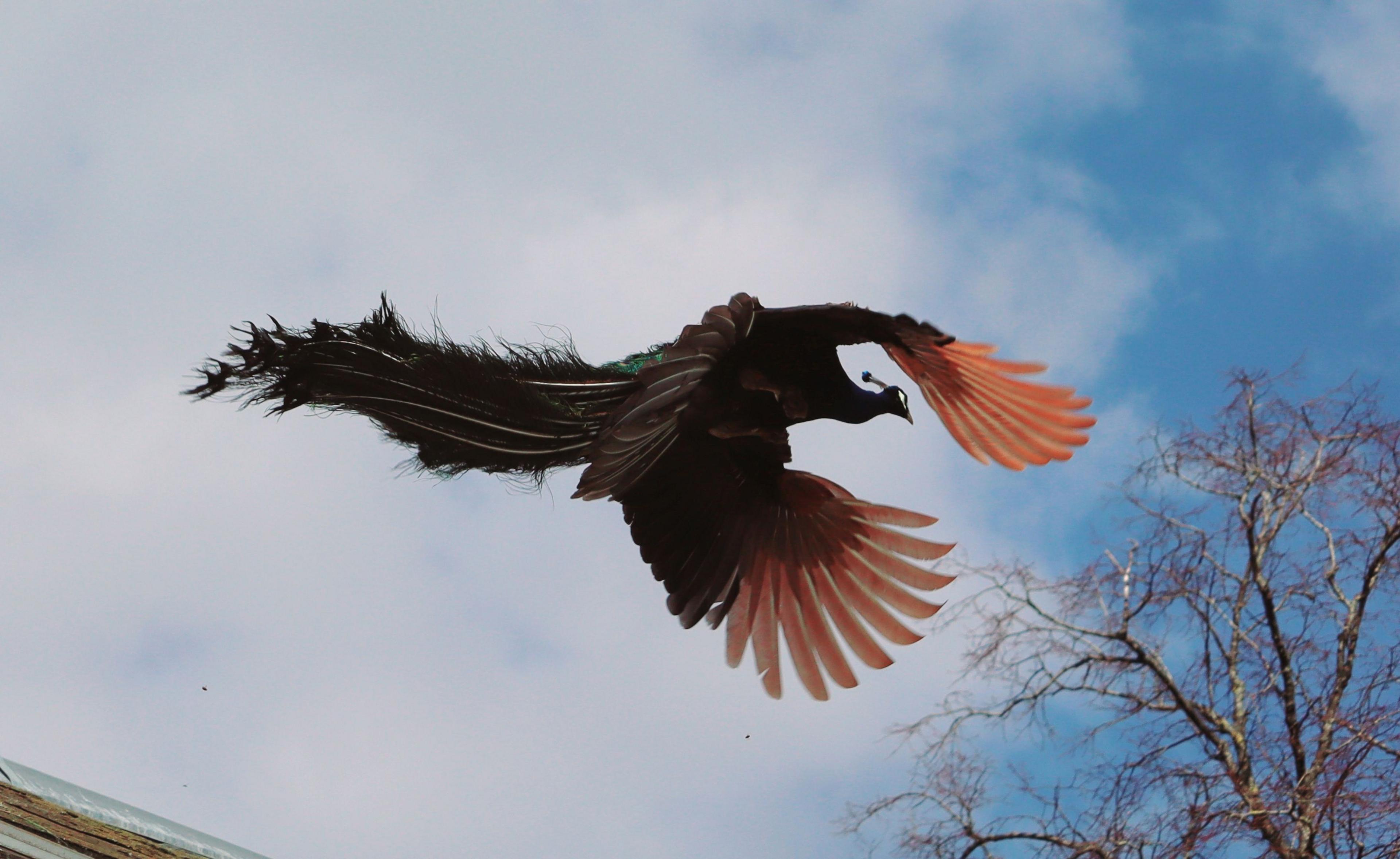 Peacock in flight