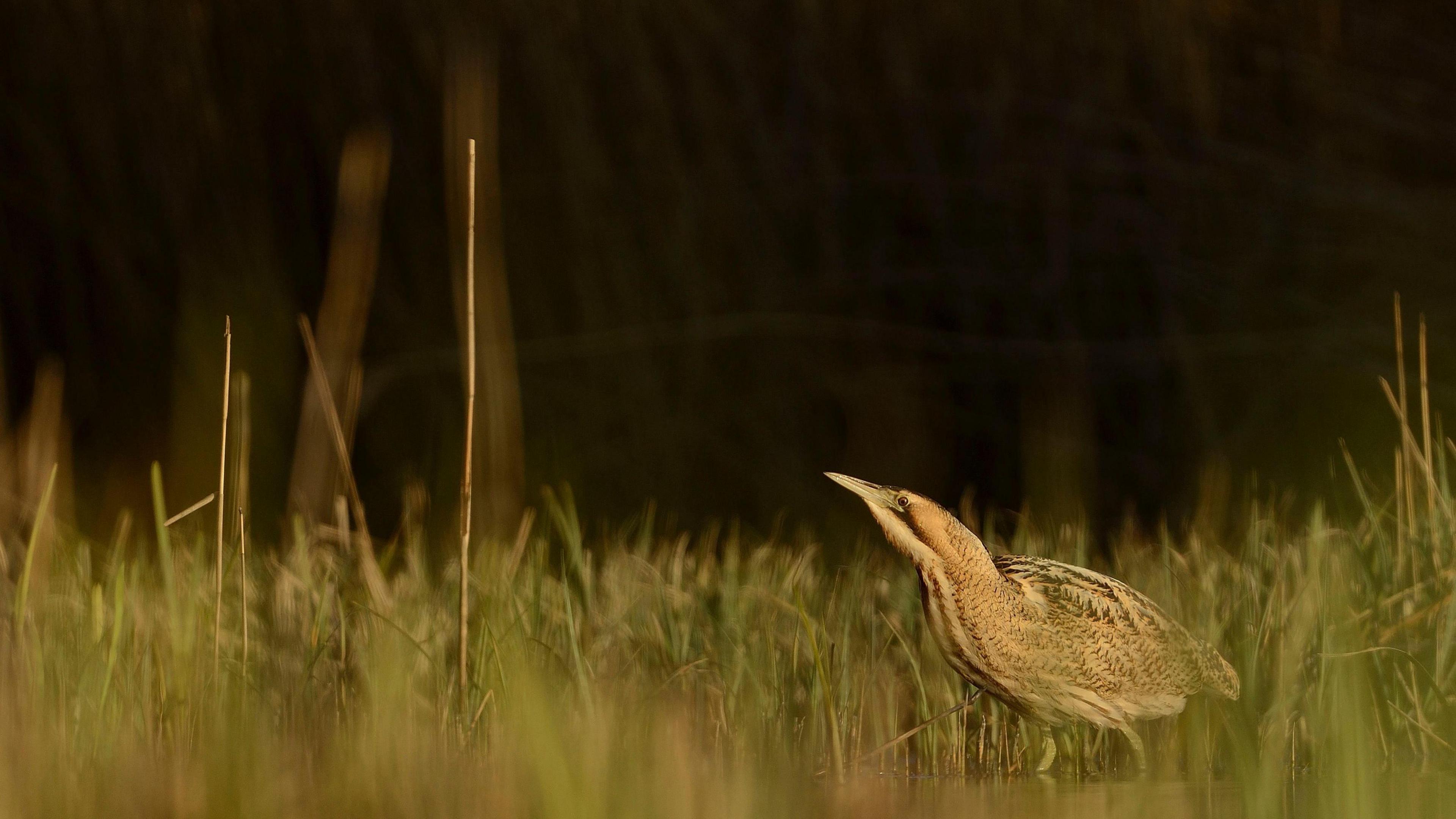 A bittern looking up amid wetland reeds, the bird is brown with fine black dots and a distinctive beak