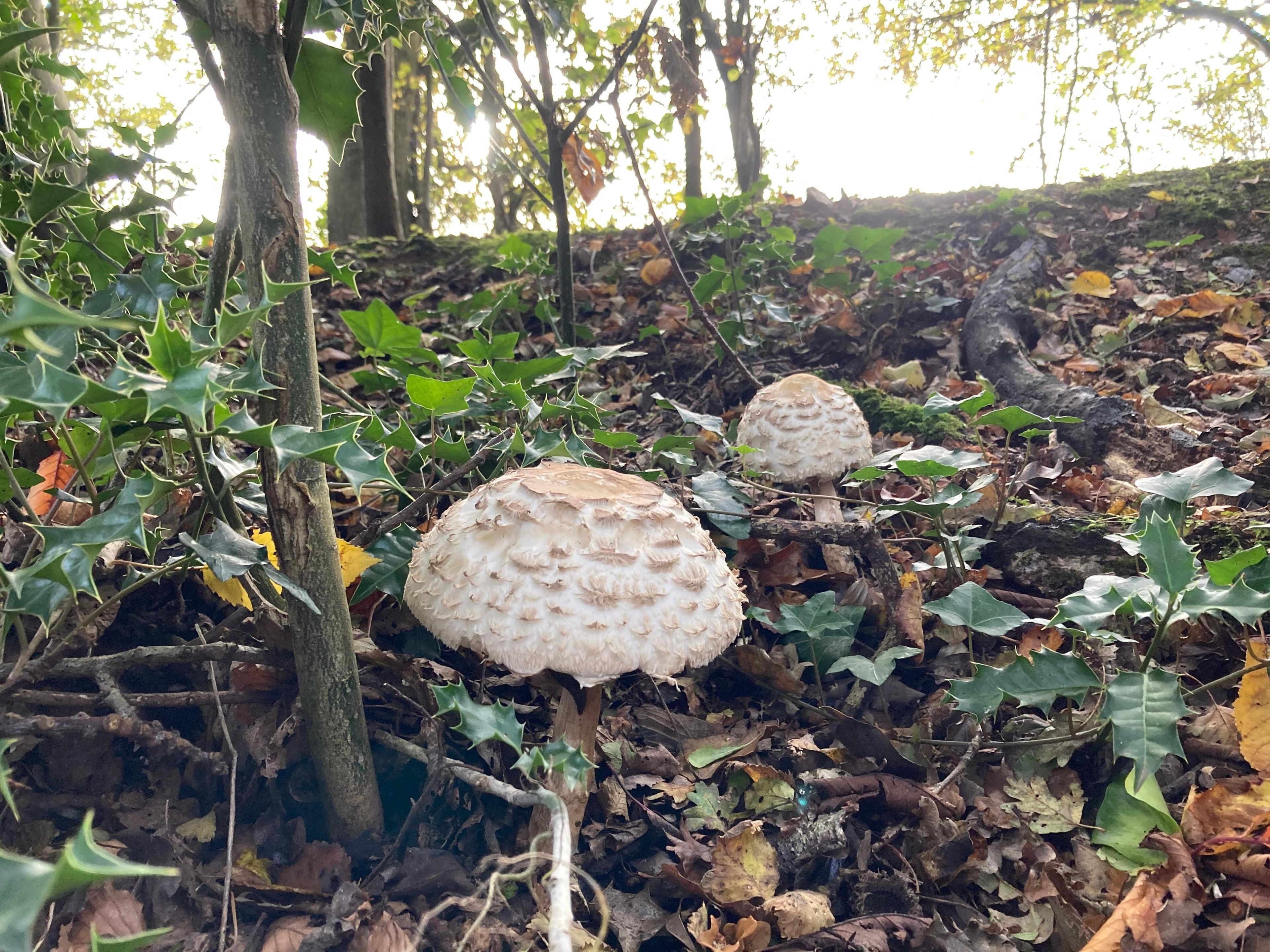 Robin captured this shot of fungi surrounded by leaves on the woodland floor in Aldworth