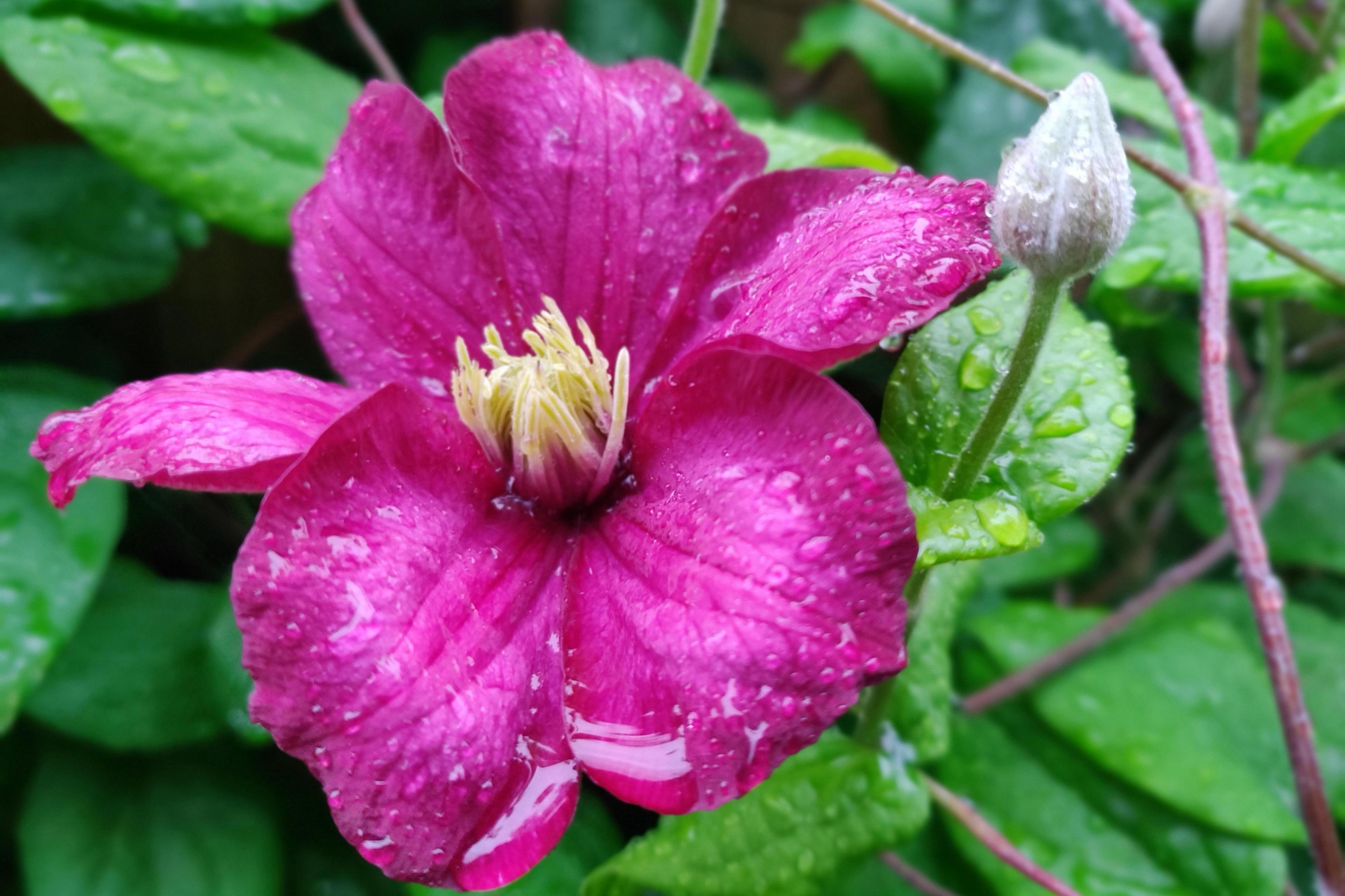 A bright pink flower with five petals and creamy yellow stamen at their core dominate the image with green leaves behind.