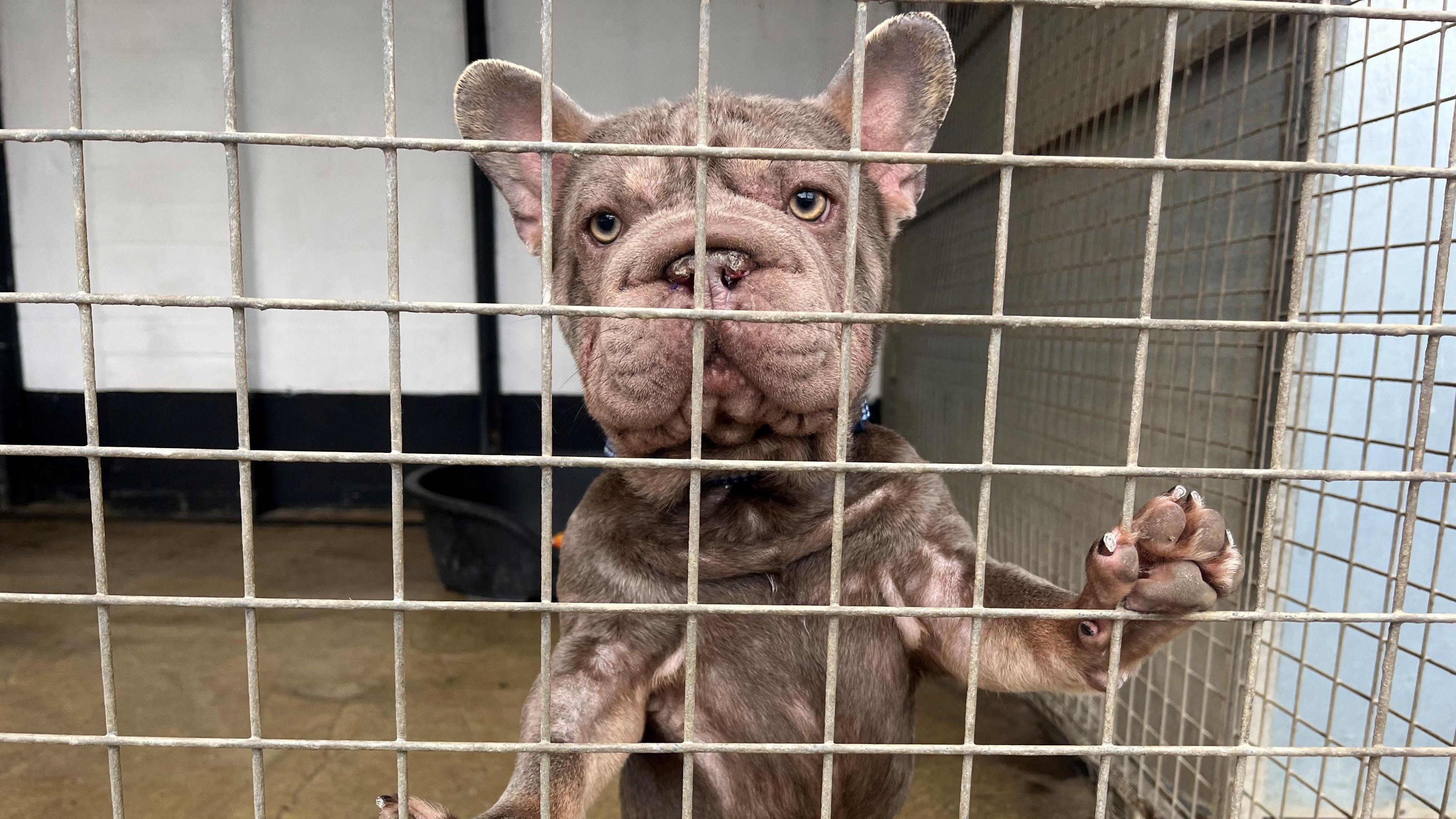 A grey-coloured terrier has his paws on the bars of a cage