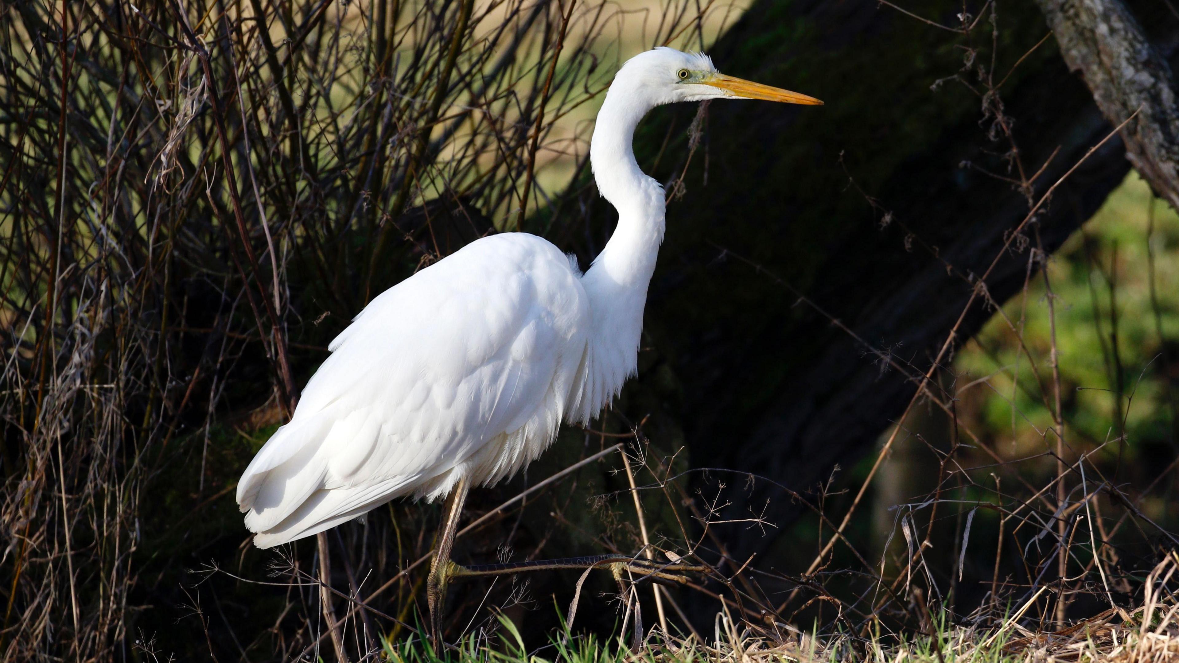 A large bird with all white feathers, a long curved neck and long sharp yellow beak stands next to a tree.