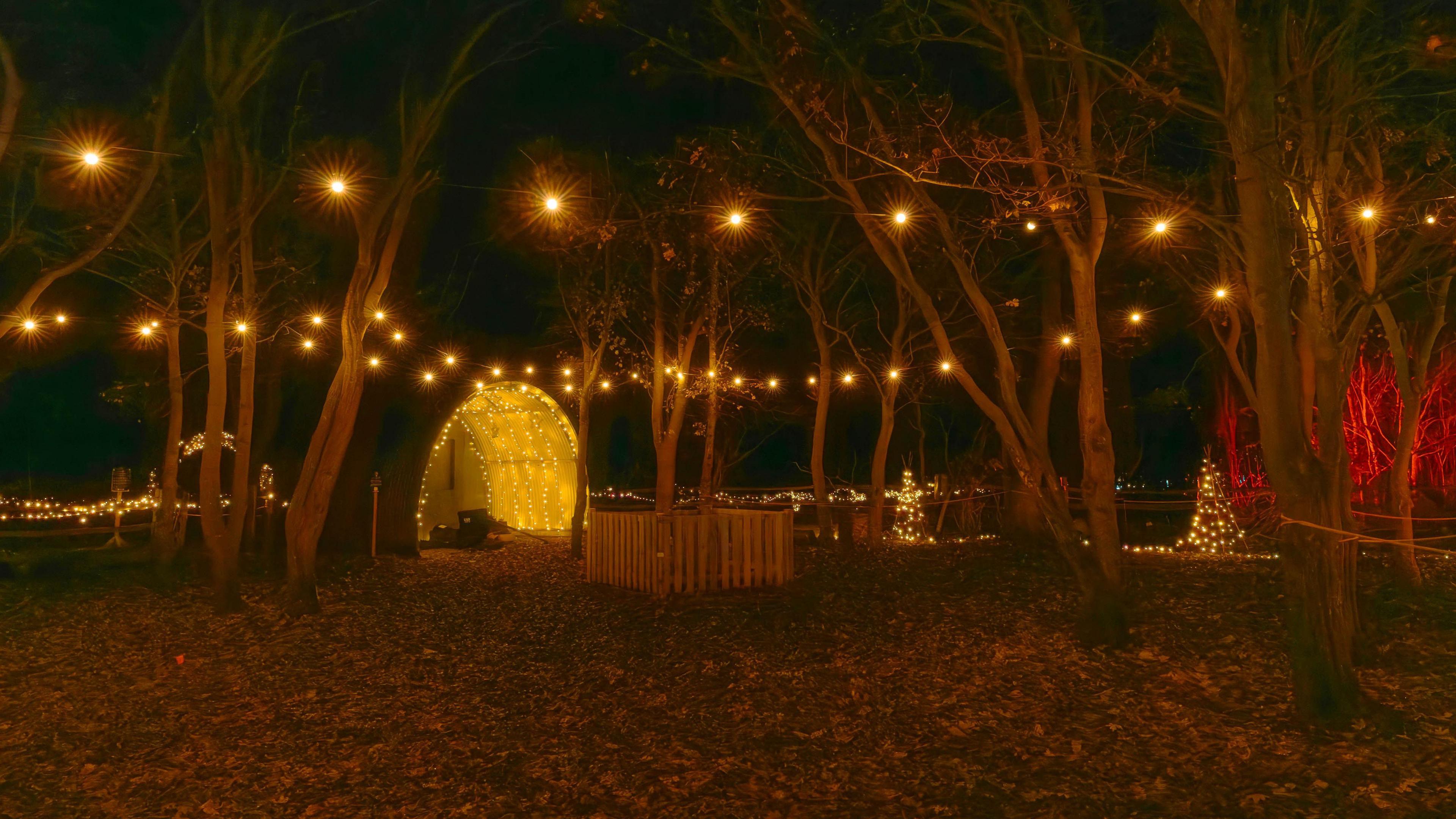 Lit up trees in Ferry Meadows for winter festival 