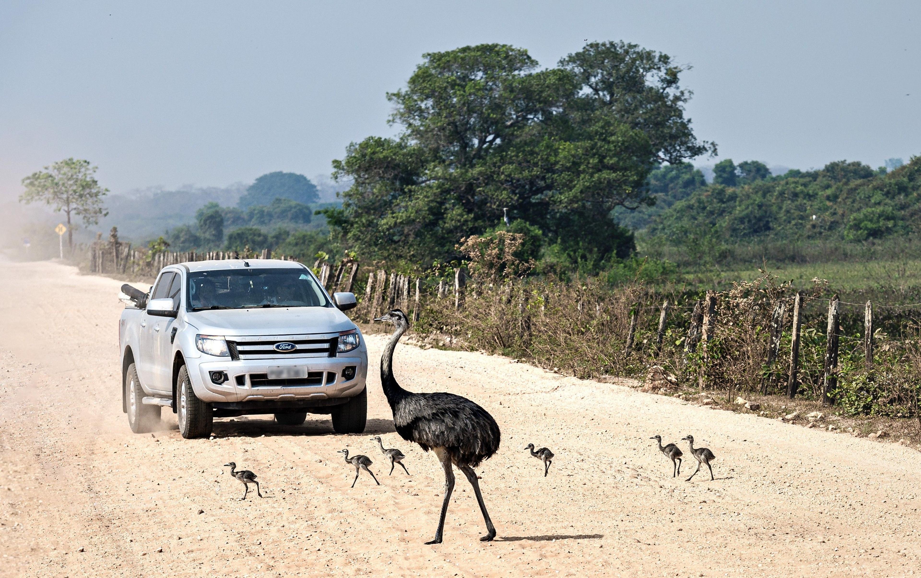 A male rhea with several chicks seen crossing a road with a car in the background.
