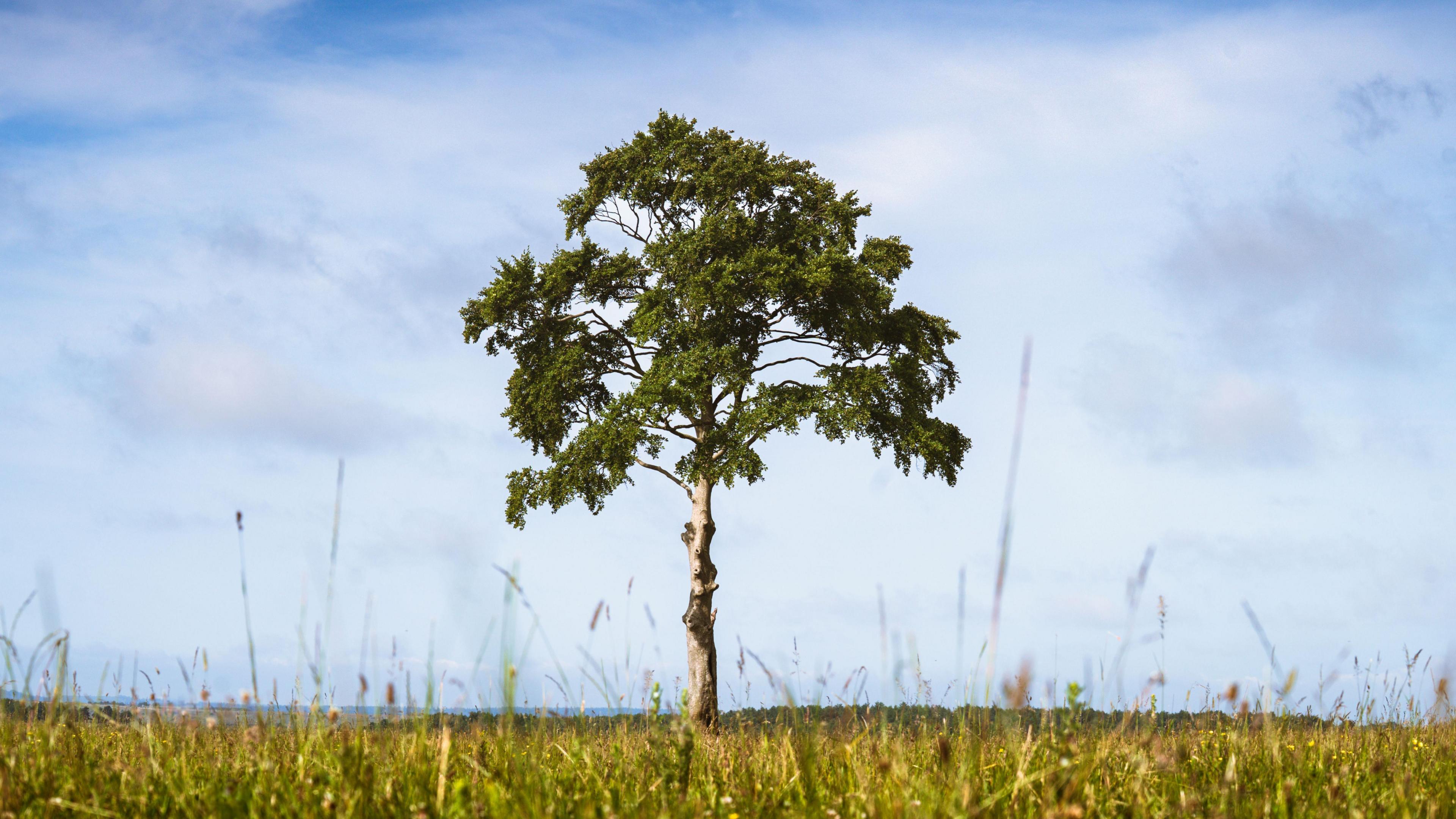 A tall tree stands alone amid long grass.