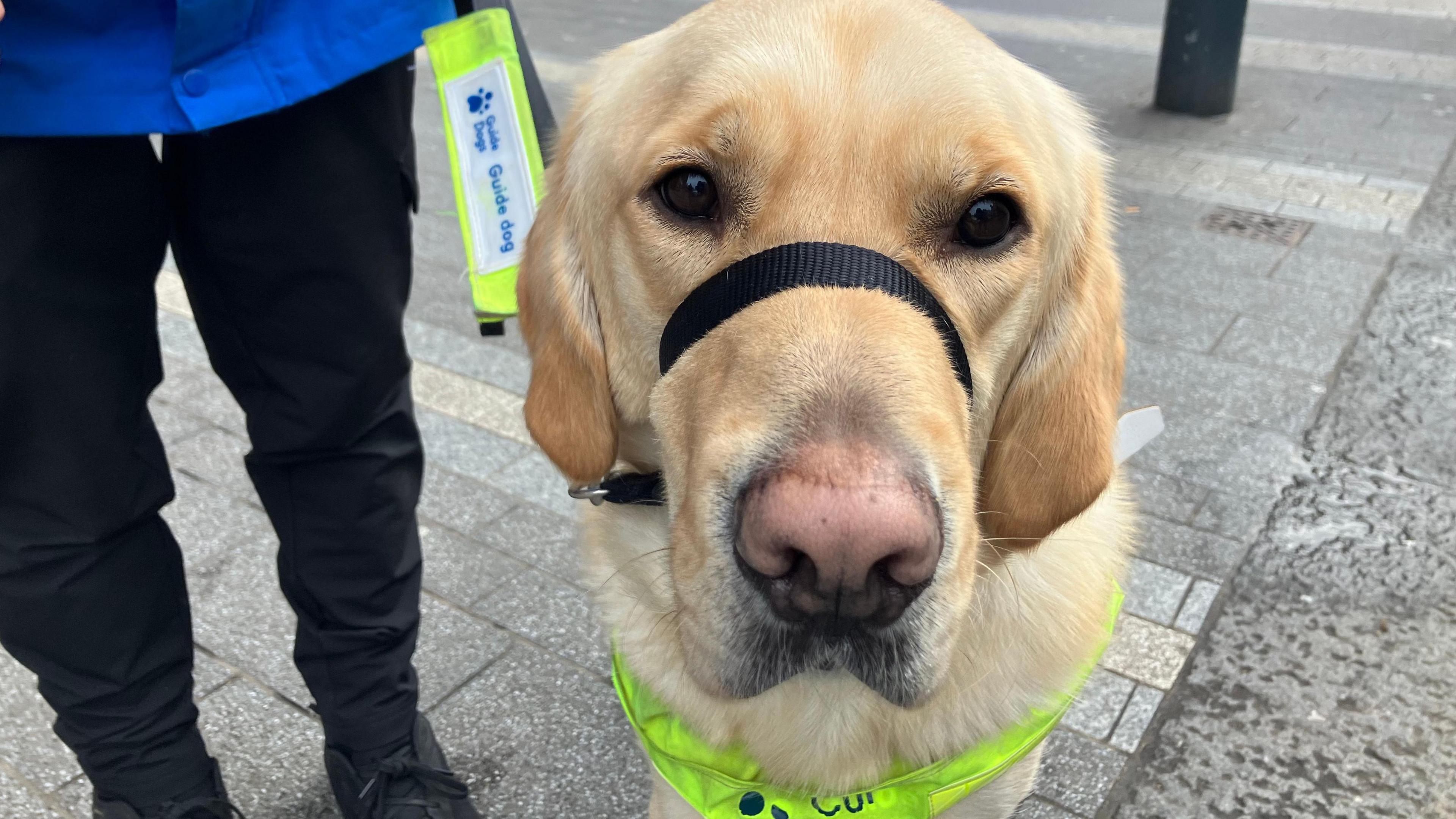 A guide dog looks into the camera. It has golden fur, brown eyes and a pink nose  and is wearing a luminous yellow lead which identifies it as a guide dog. 