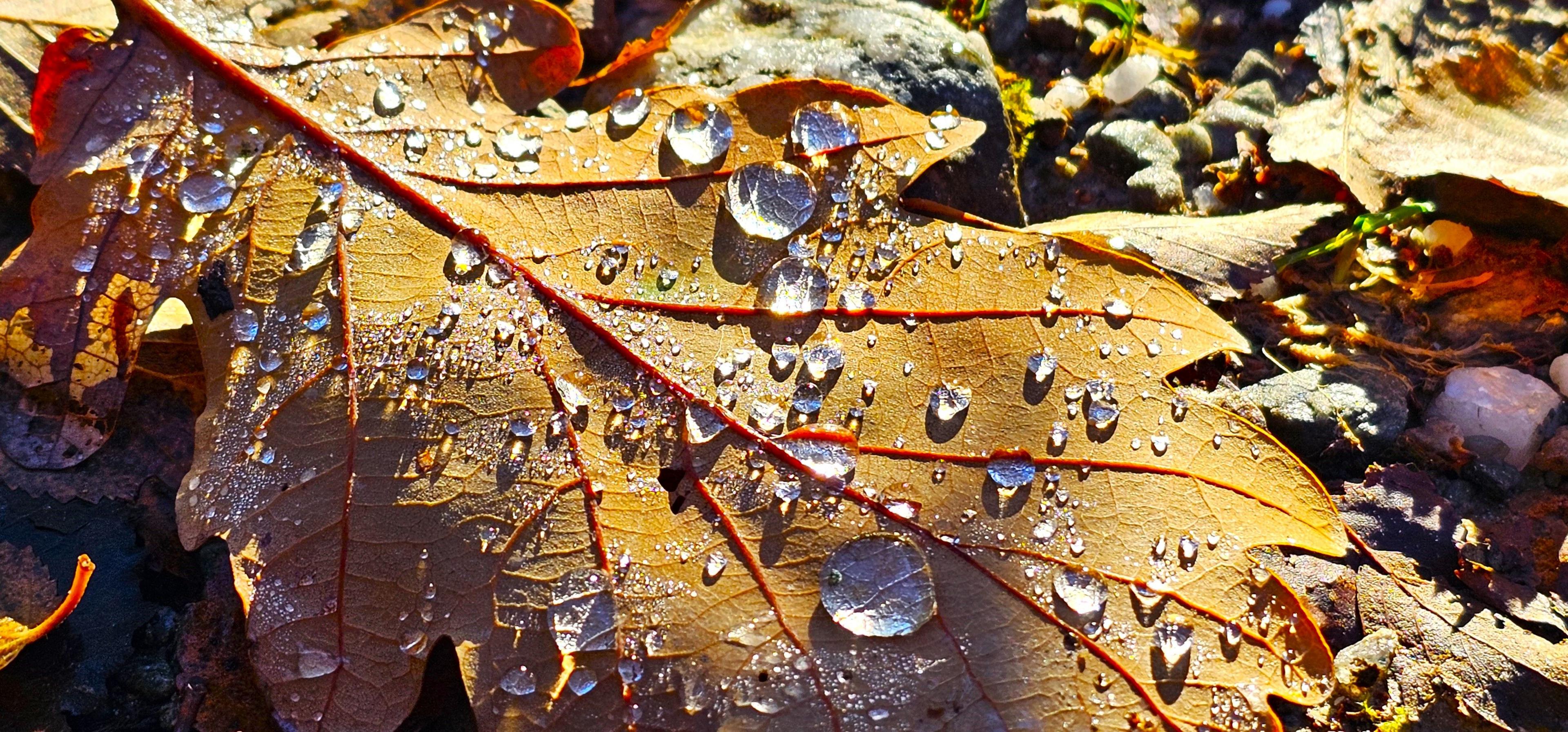 Close-up of an orange leaf with droplets of water clustered on it