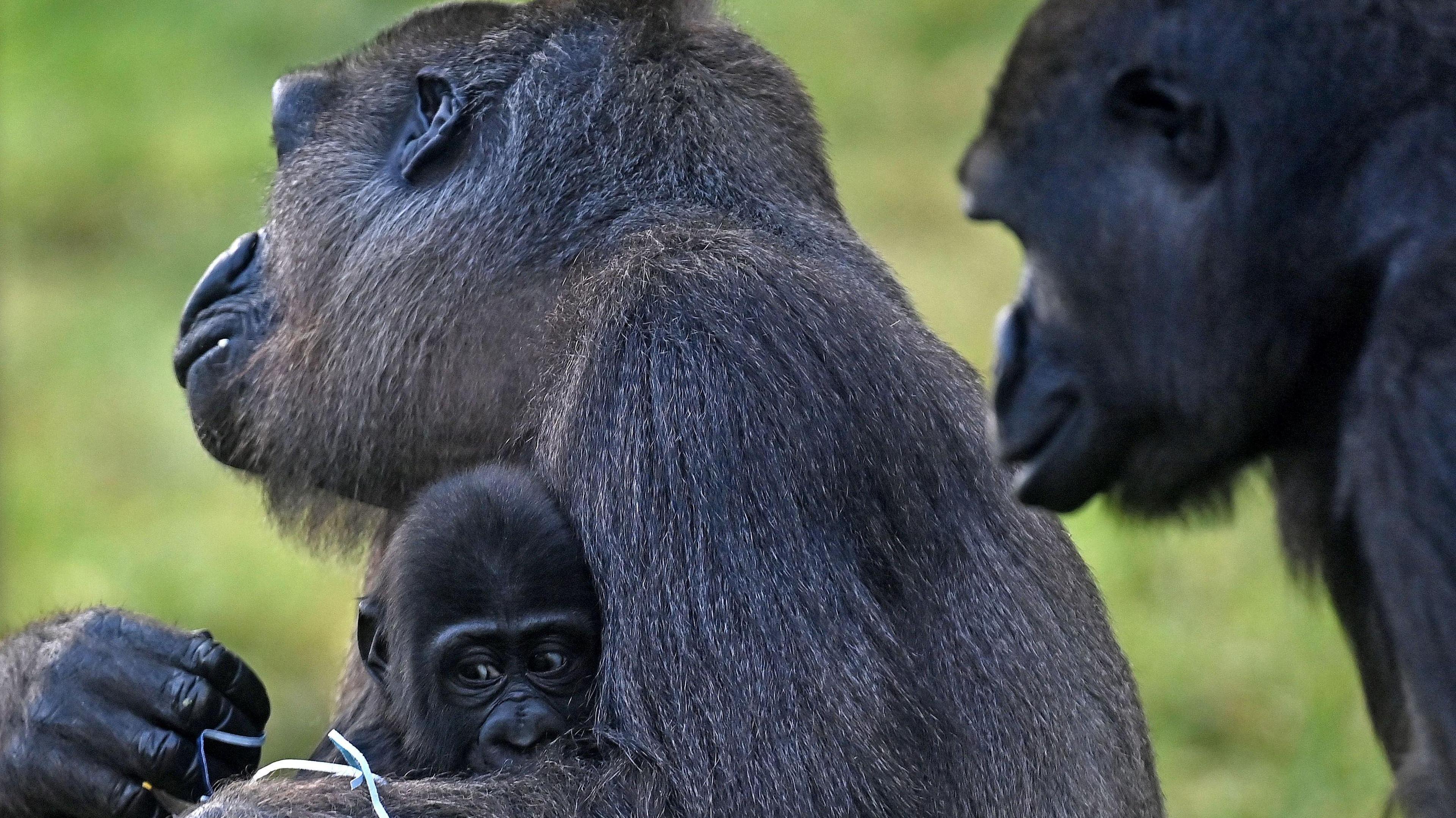 A baby gorilla is hugging into a mother gorilla. A third gorilla is standing nearby.