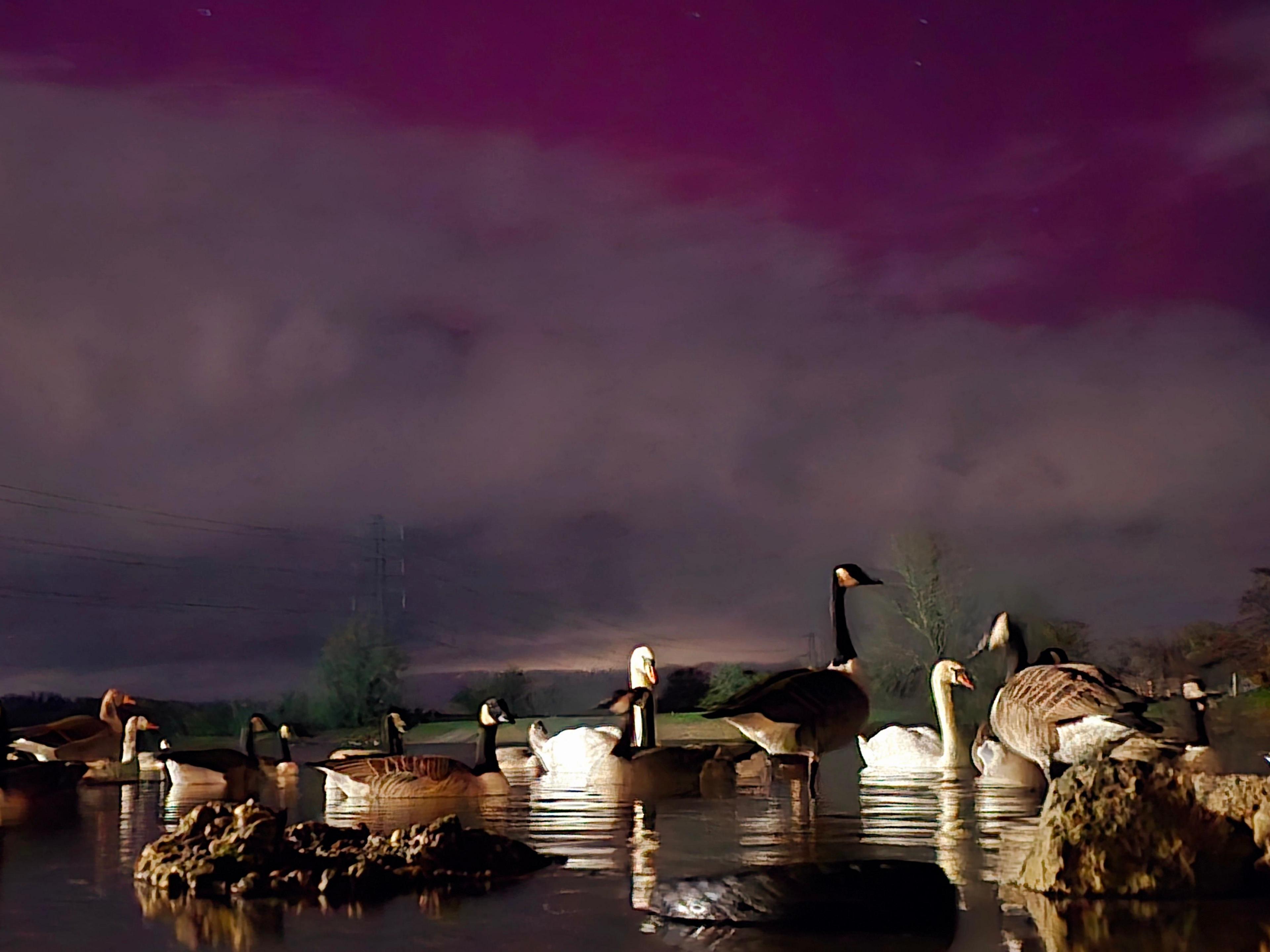 Geese on a pond below a pink-tinted night sky