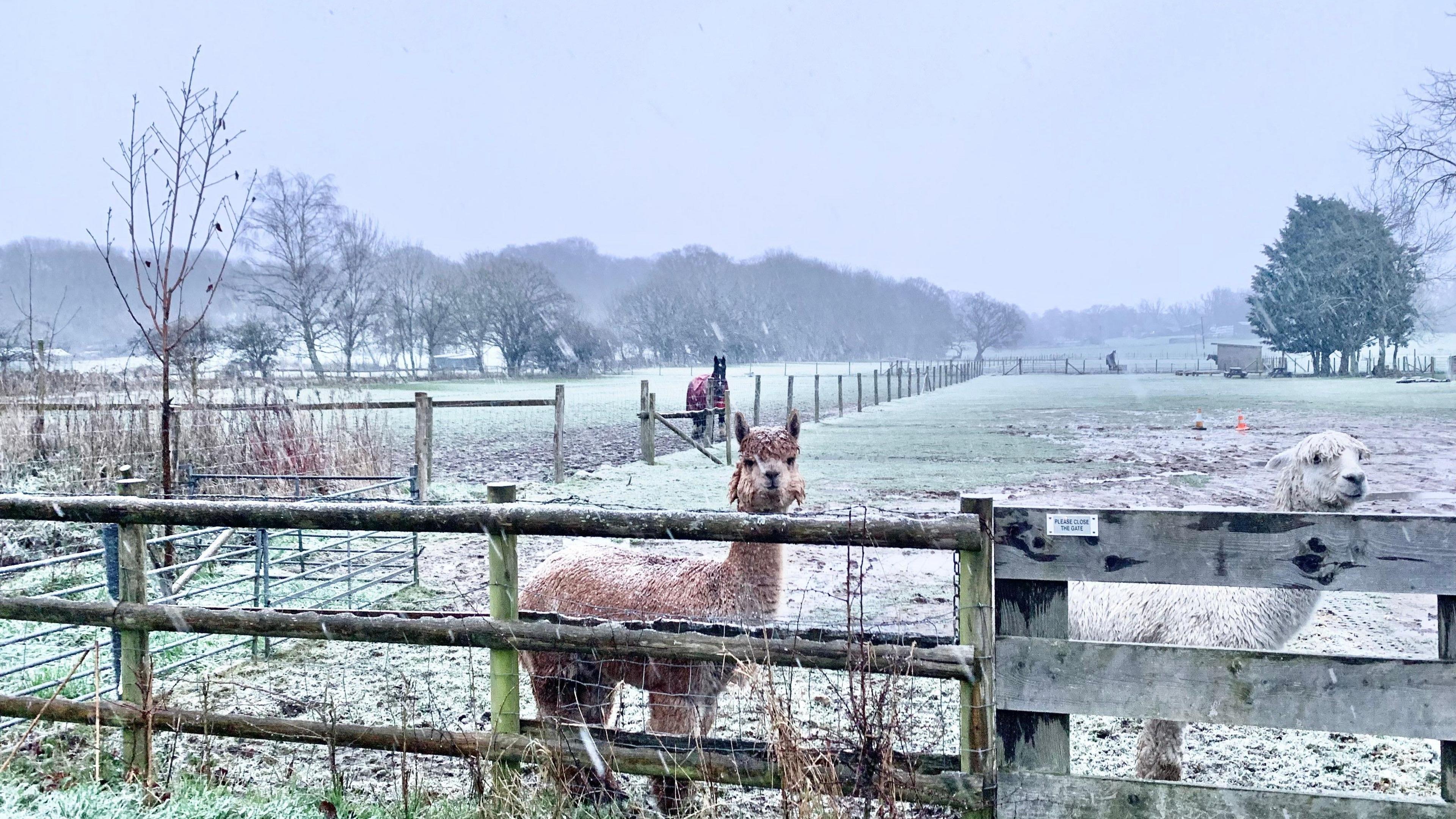 A light dusting of snow across a large green field with a brown and a white llama peering over a wooden fence, and a horse in the background. Trees in the distance under a grey sky.