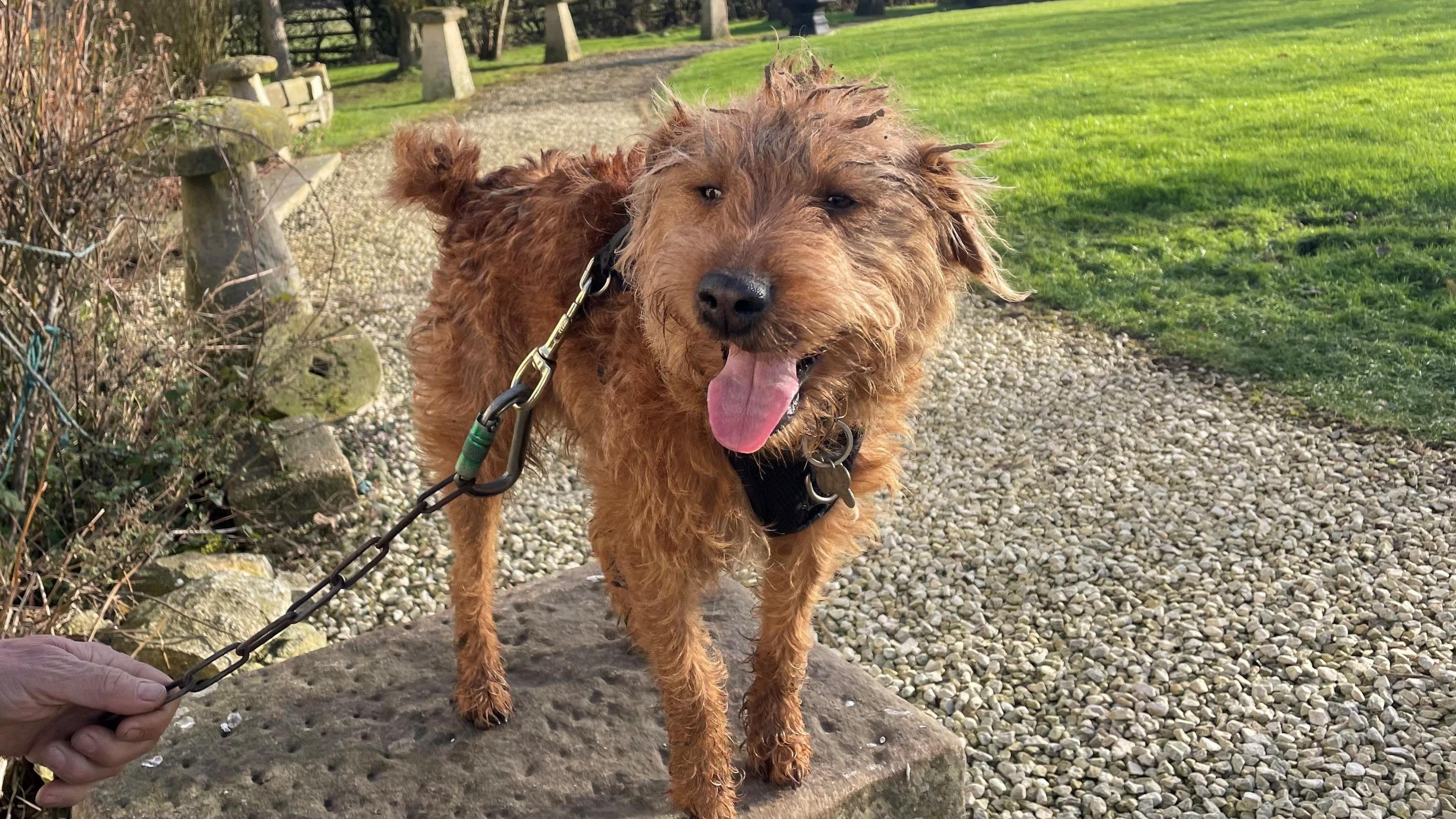 A golden coloured terrier dog stands in a garden with his tongue out.