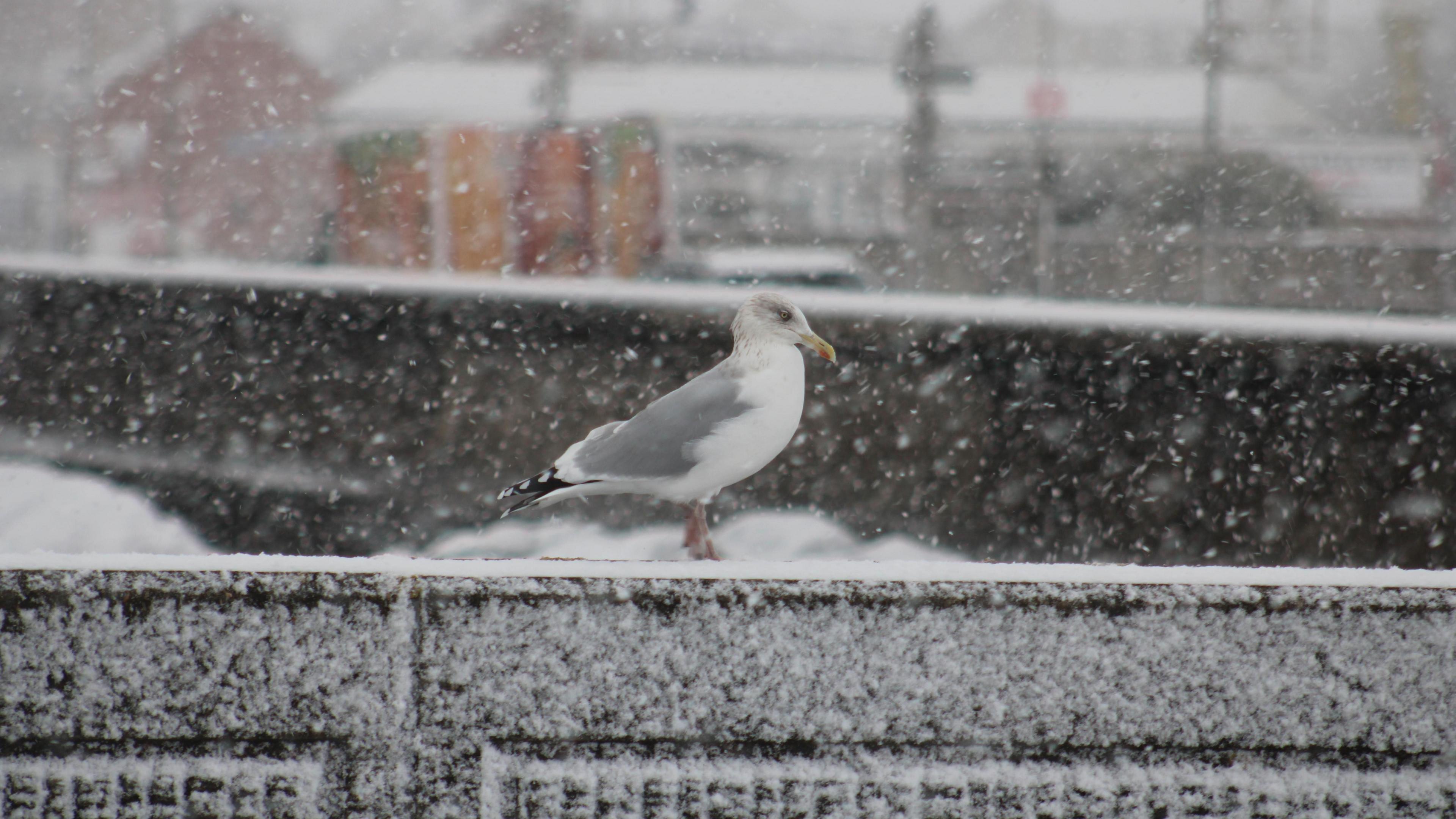 A seagull stands on the promenade during a snow shower.