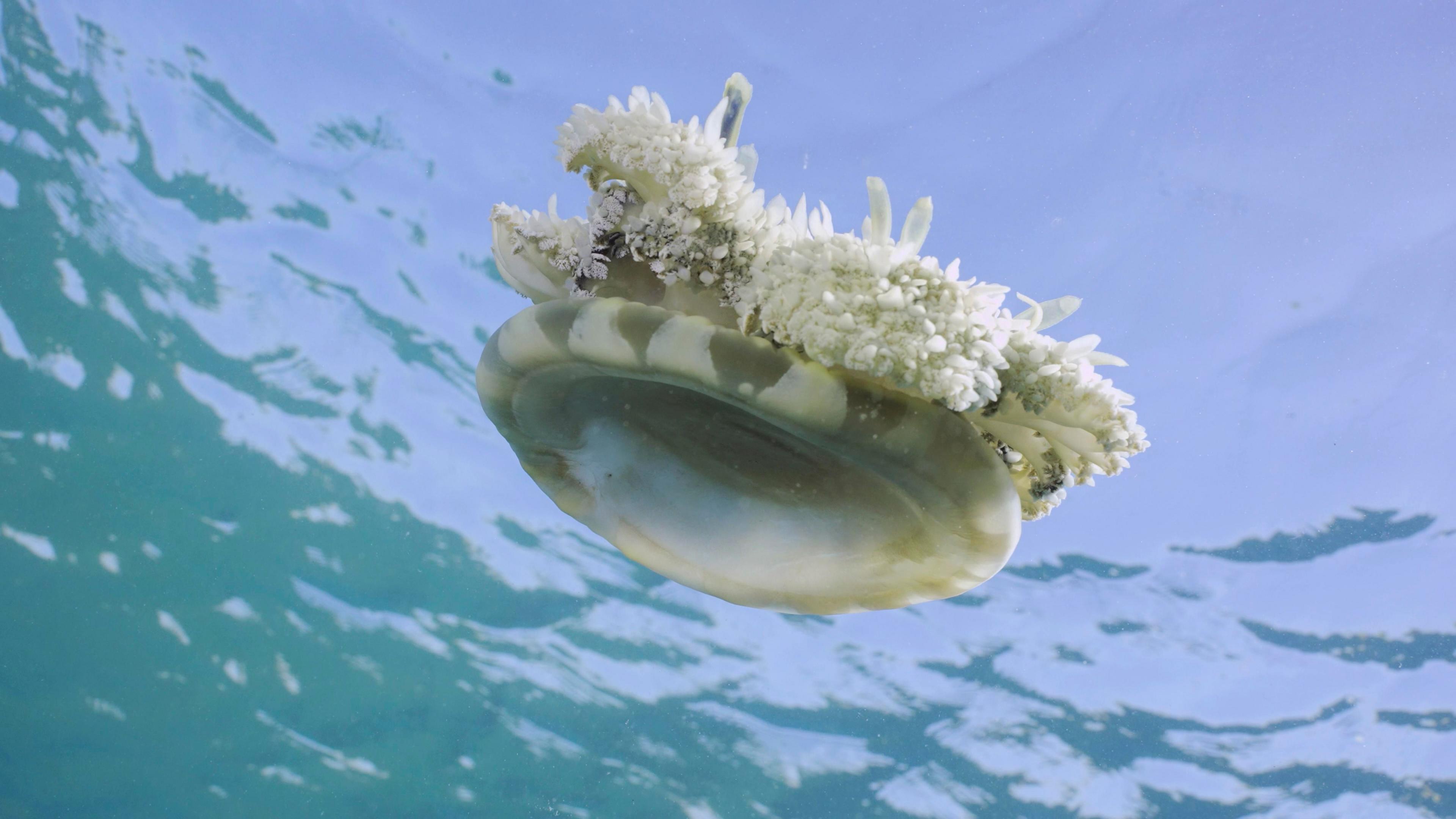 An upside down jellyfish is photographed from below in the ocean. The water is a light blue and the jellyfish floats near the surface with its tentacles facing up towards the surface.