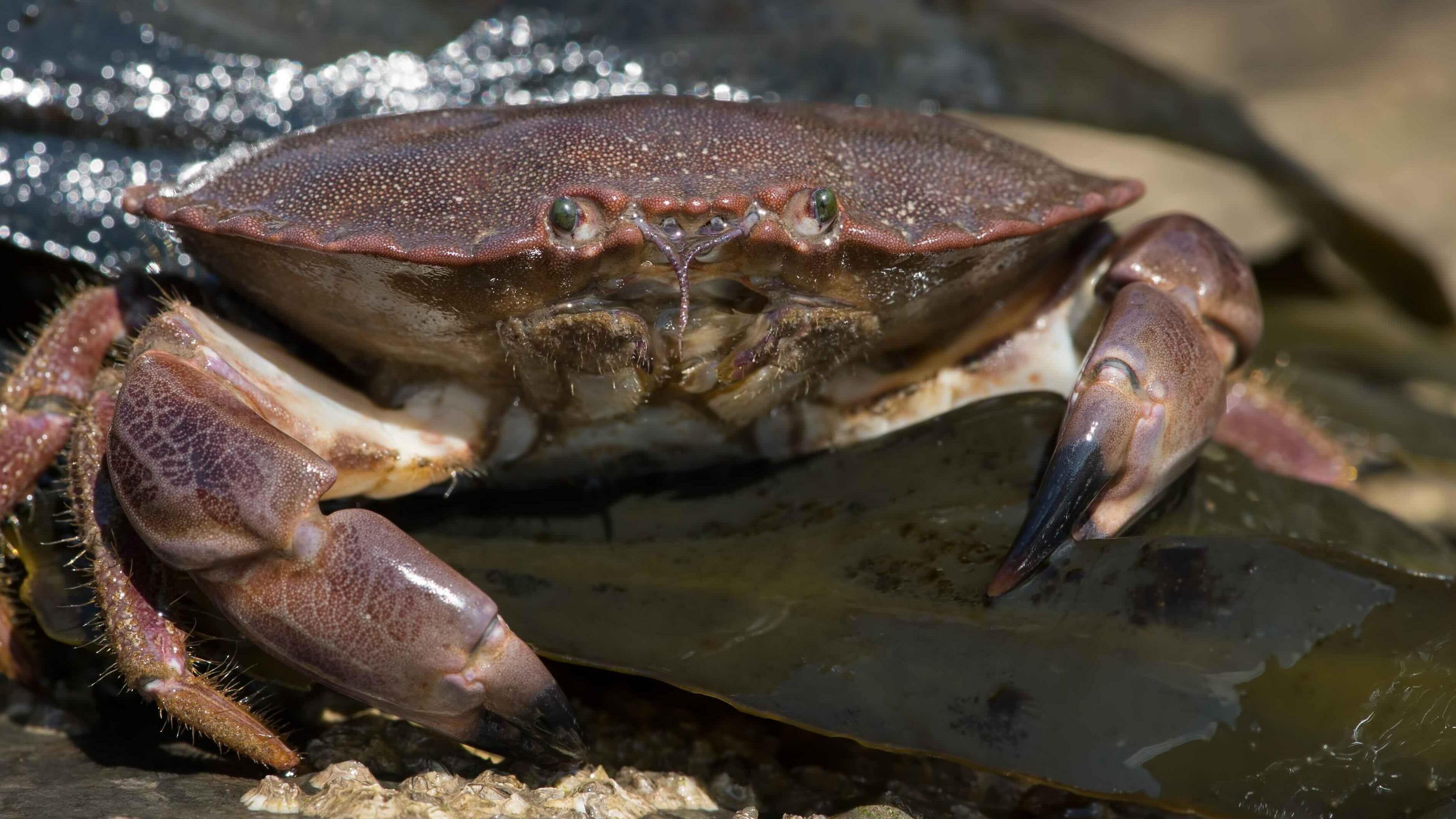 A brown coloured crab with big claws and eyes protruding from its shell.