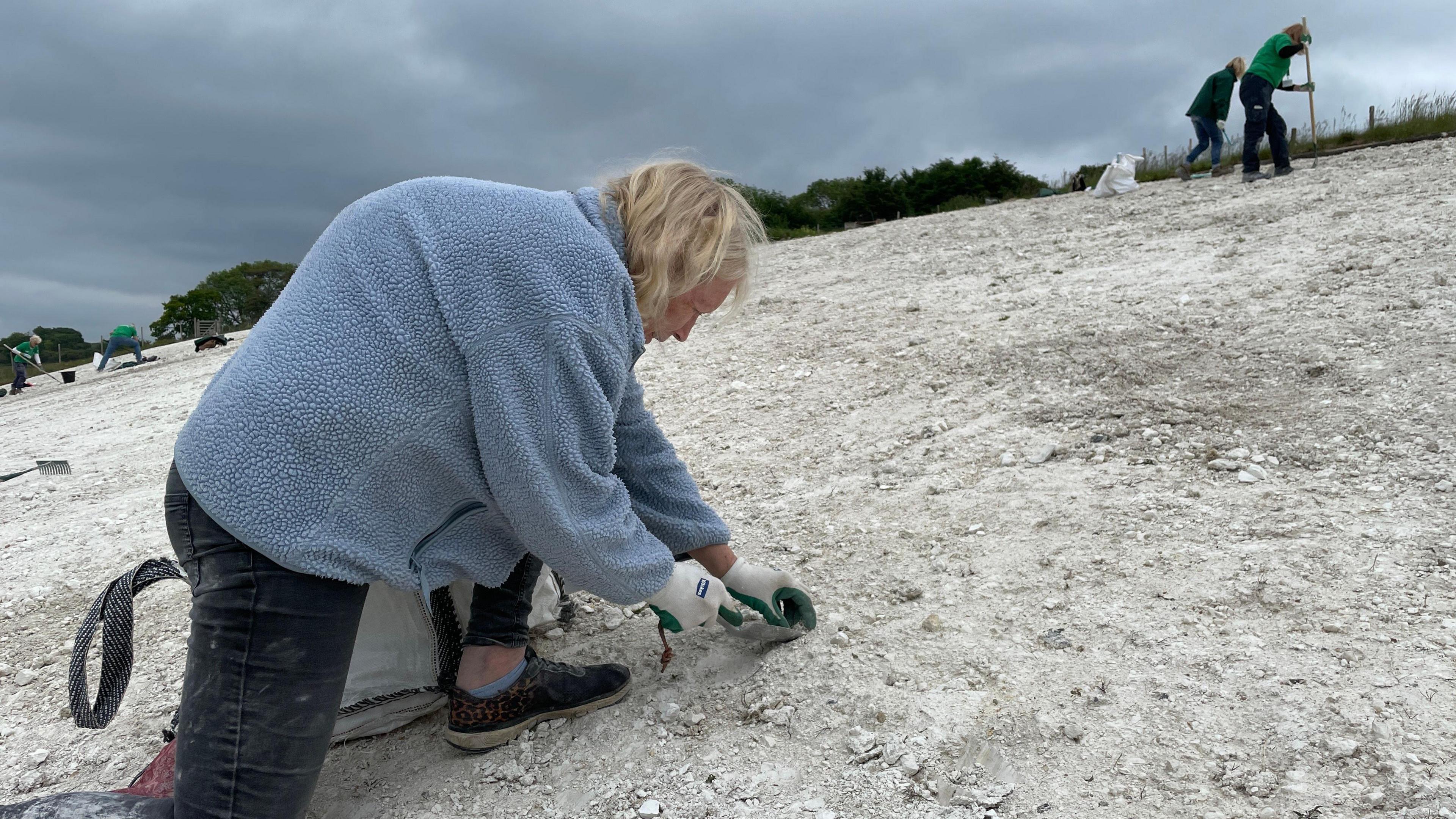 A woman in a blue fleece is crouched down with a trowel removing a weed. She is on a steep slope of white chalk. Some people can be seen standing in the background. There is a overcast cloudy sky in the background.