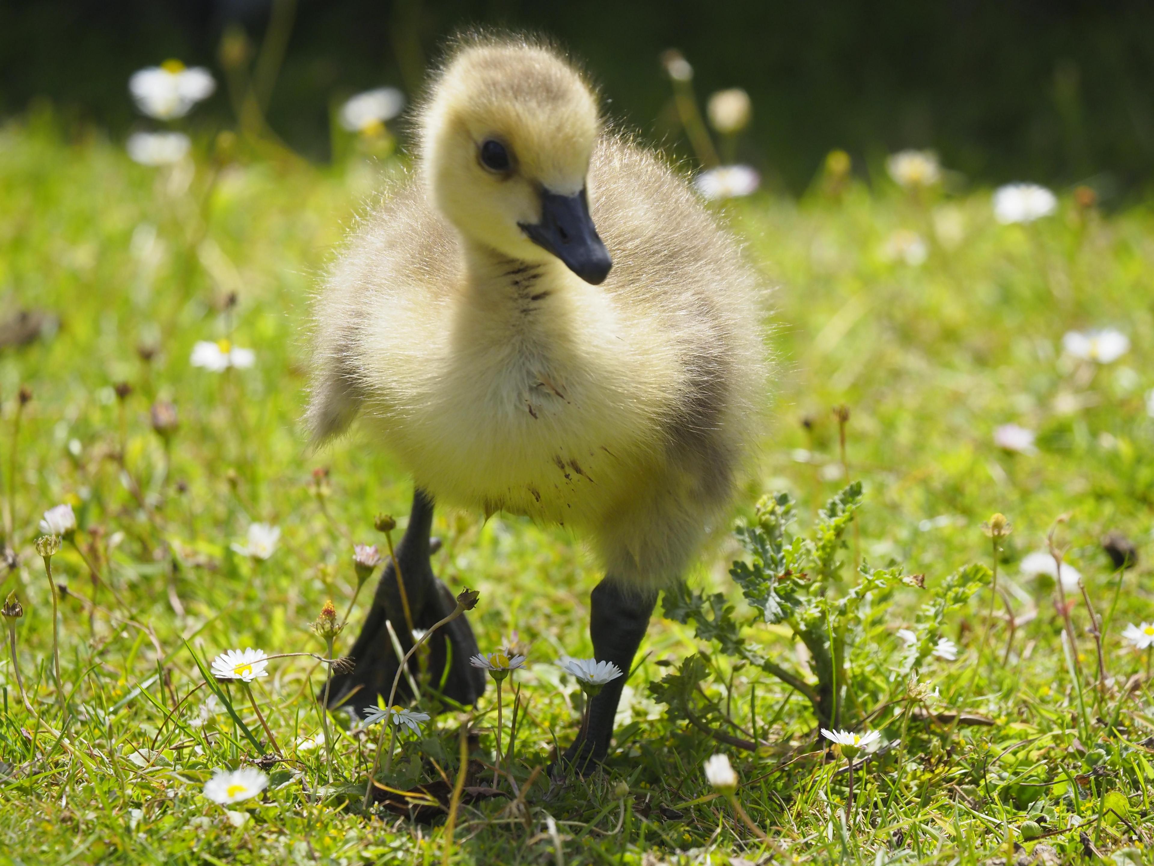 Duckling in Upton Warren