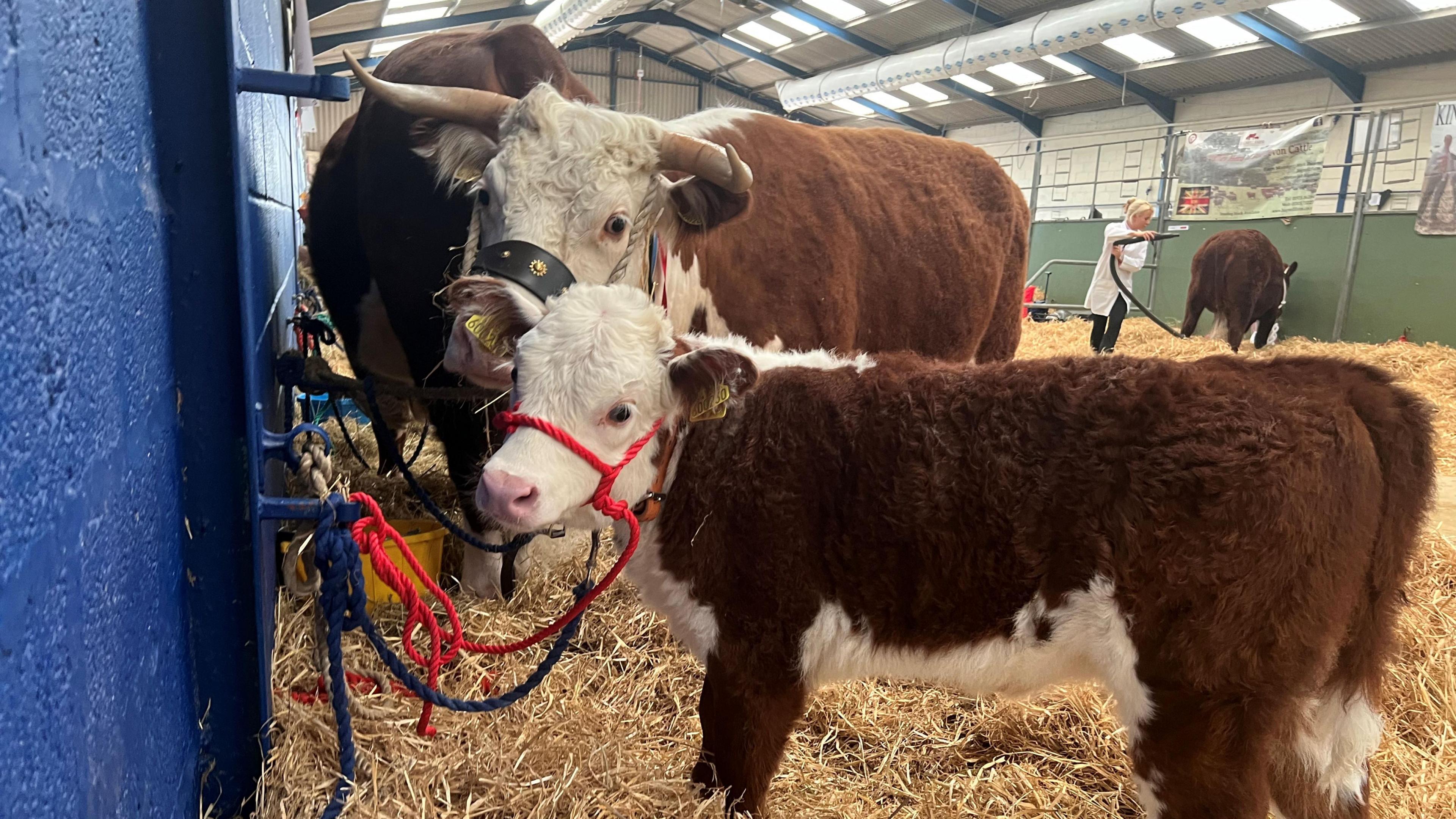A cow and her calf in a stall with hay on the ground and another cow being sprayed in the background by a woman in a white coat at the Bath and West Show