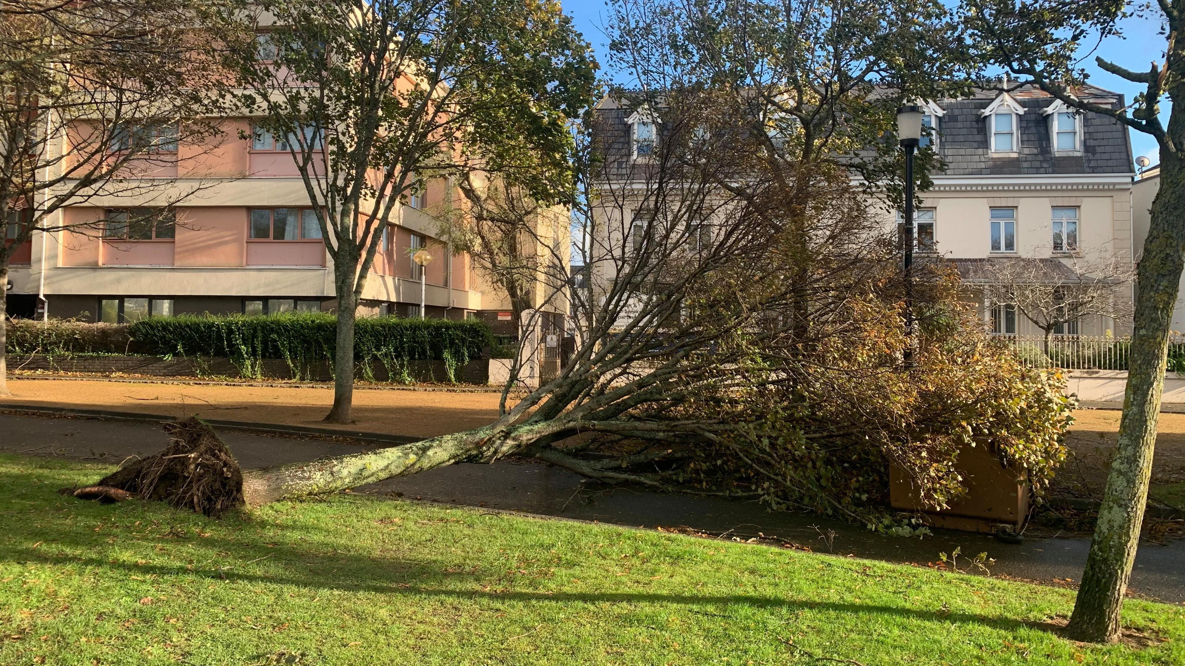 Image of a fallen tree at St Helier