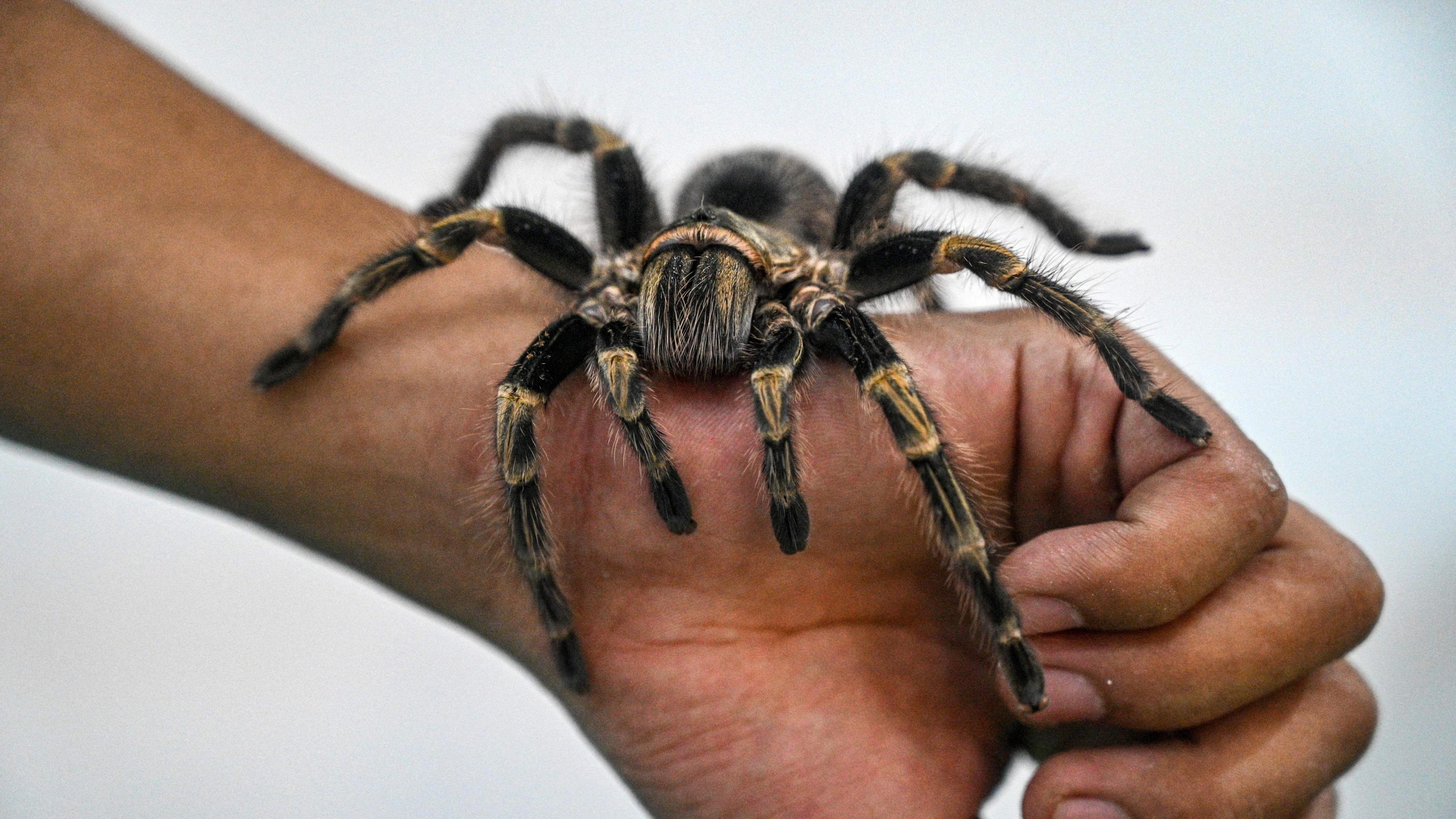 A man holds a tarantula spider