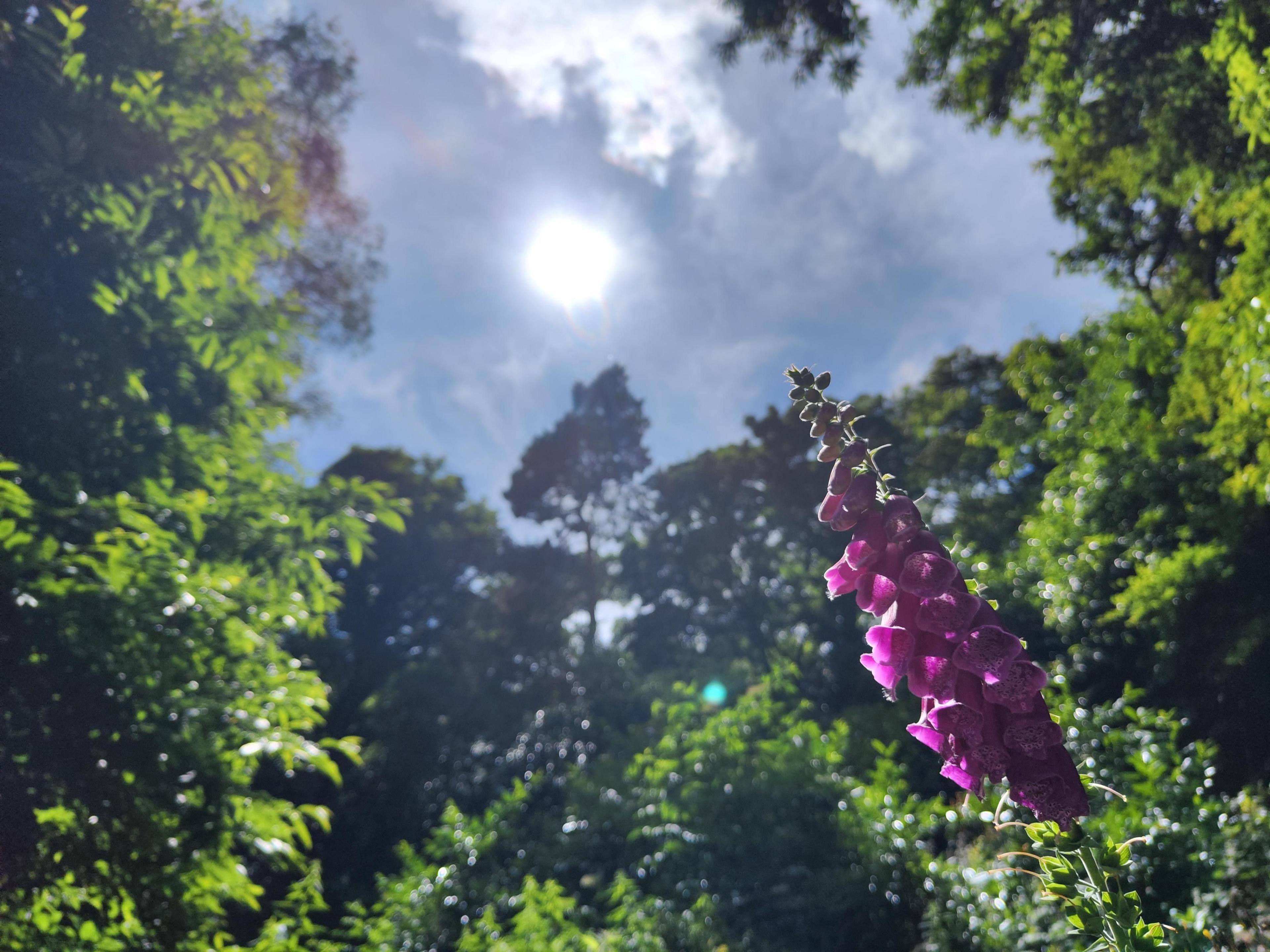 Sky surrounded by greenery 