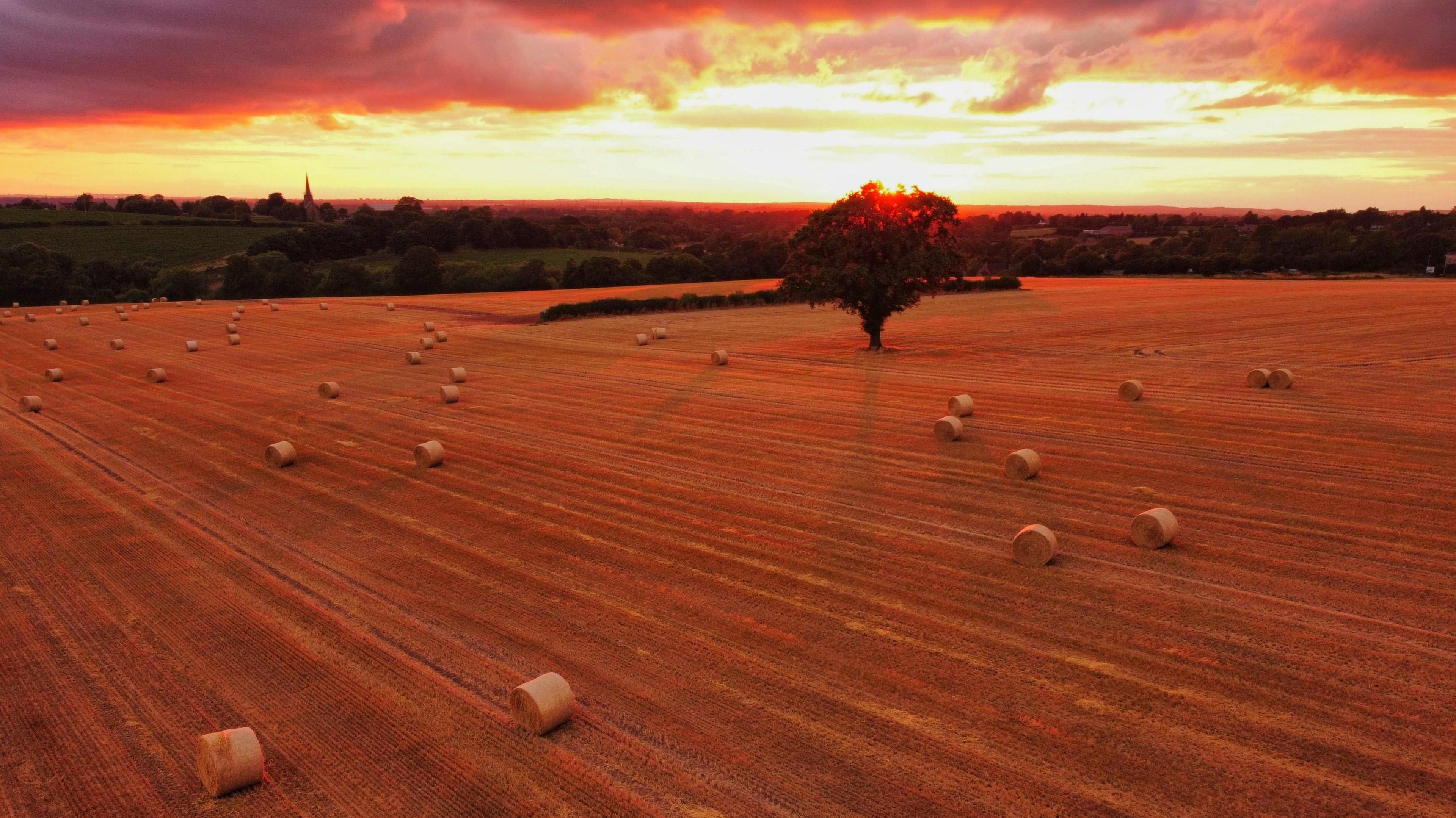 A field of cut golden crops shot from above, dotted with tubular straw bales and with a tree in the middle casting a long shadow as the sun goes down behind it