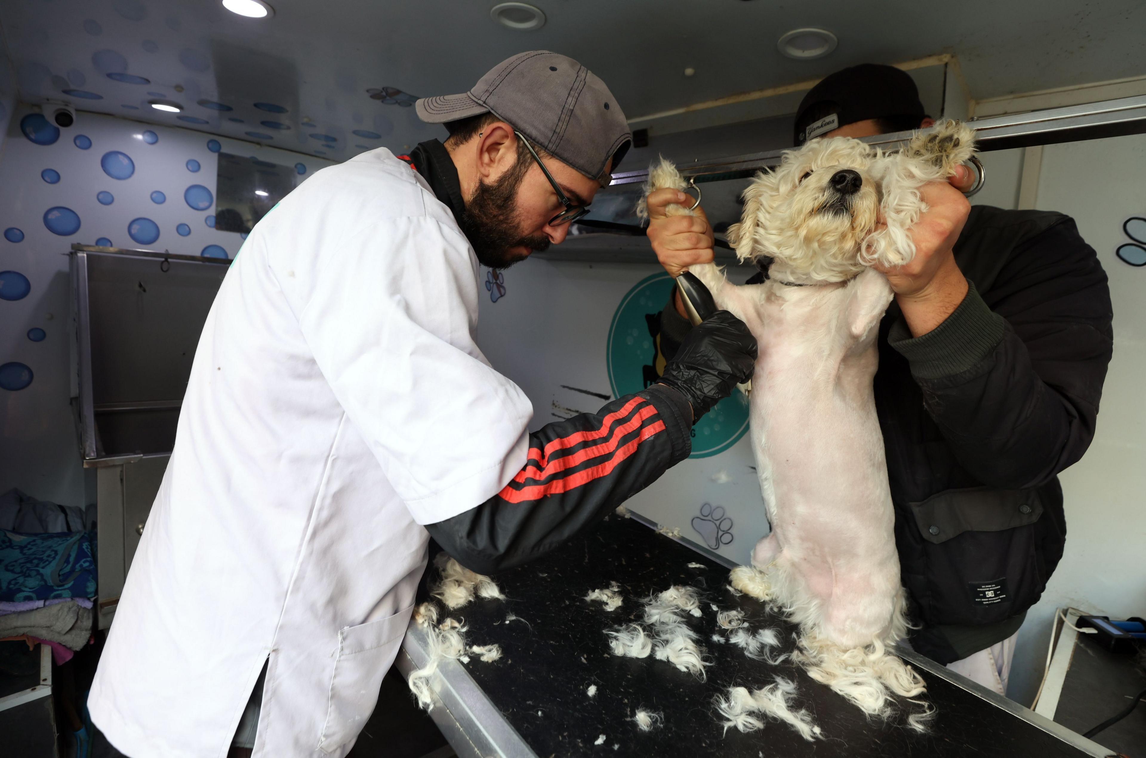 Two groomers trim the hairs off a puppy in a mobile pet salon in Tunisia - Wednesday 12 February 2025