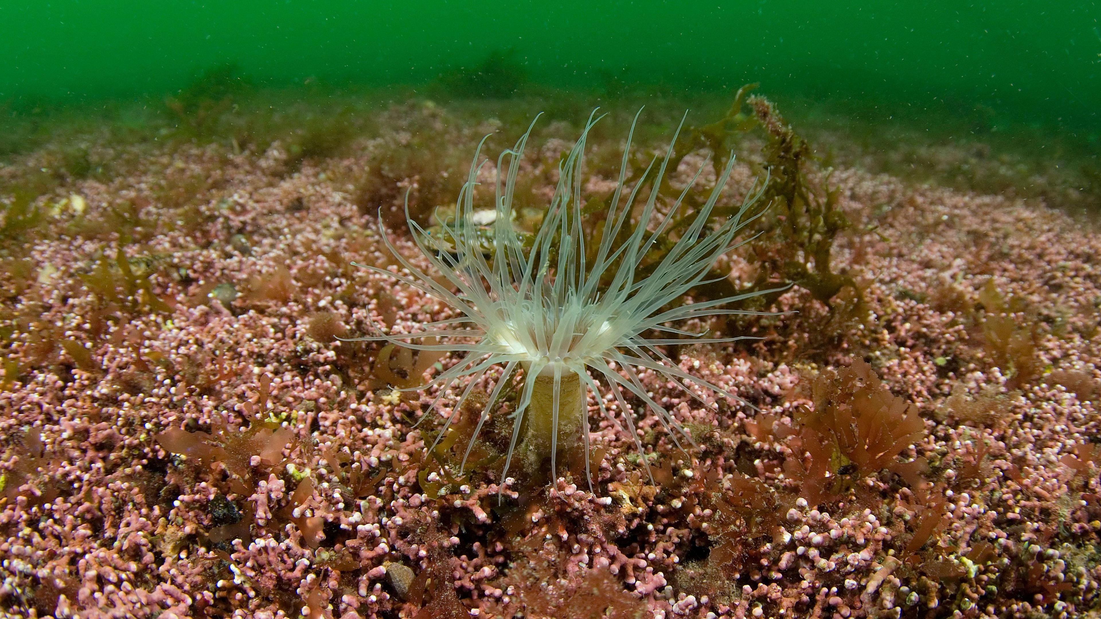 A burrowing anemone in maerl bed that is a pale green colour and shaped like a flower while the maerl is pink and looks like a bed of tiny flowers