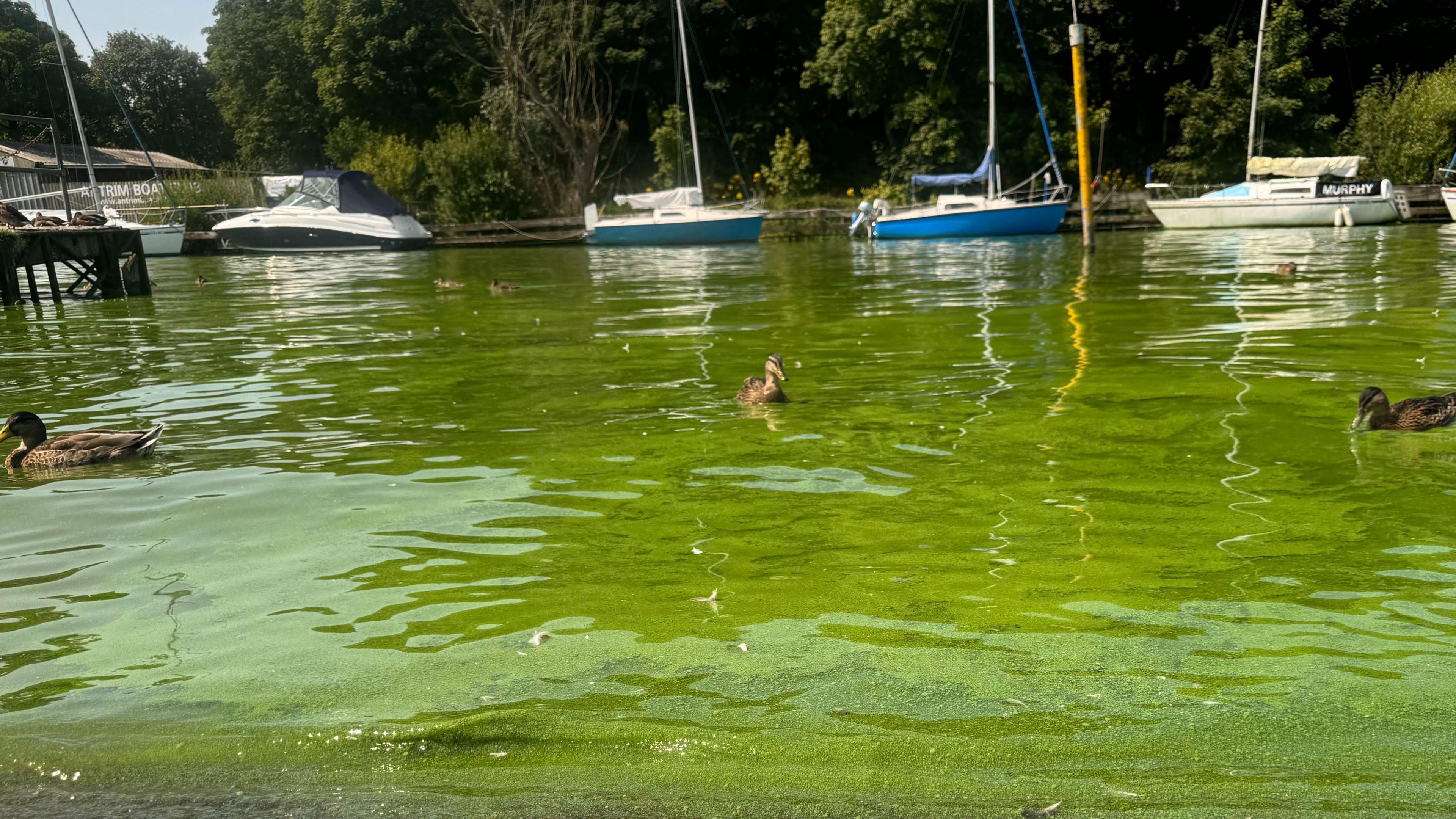 Three ducks floating in Lough Neagh, which has turned green. There are several boats in the background