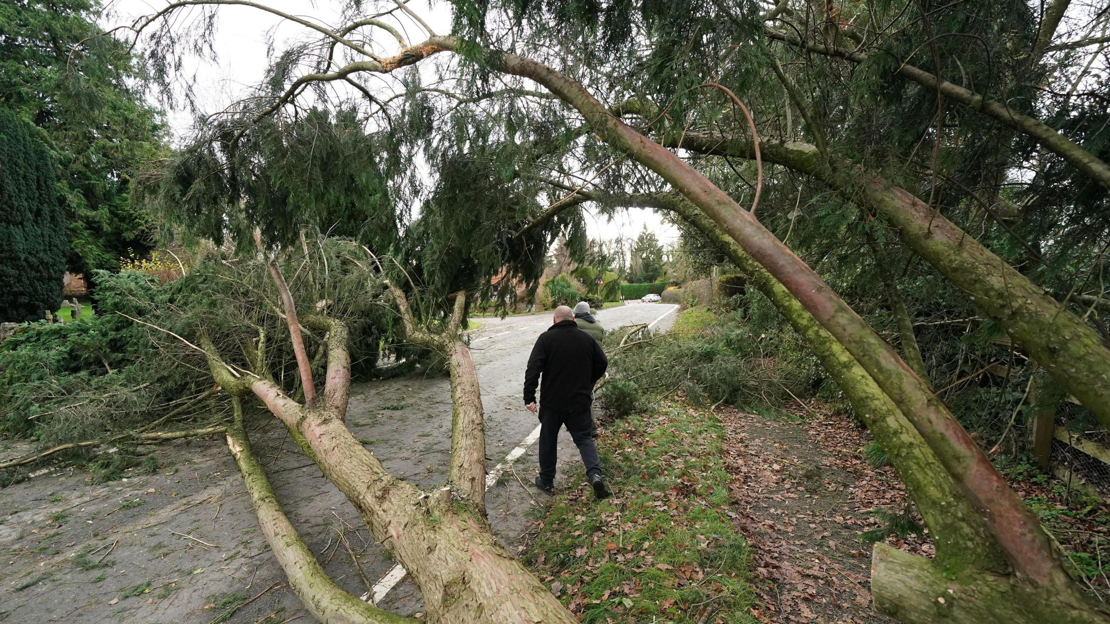 Two men seen walking between trees that have fallen onto a road in the storm 